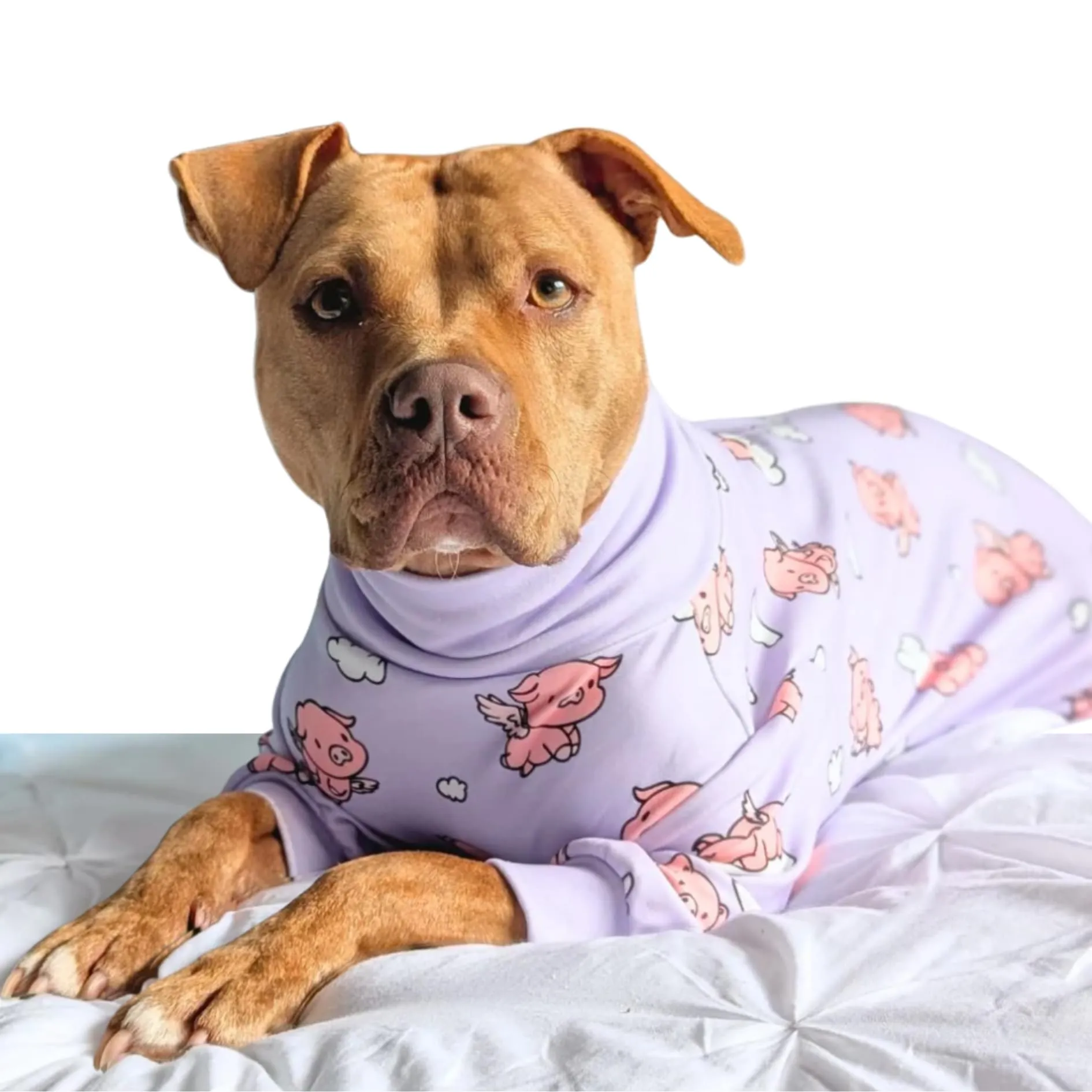 Spark Paws Pigiama per cani, Tuta da recupero in tessuto elasticizzato, Quando i maiali volano, Viola, 3XL - immagine 2