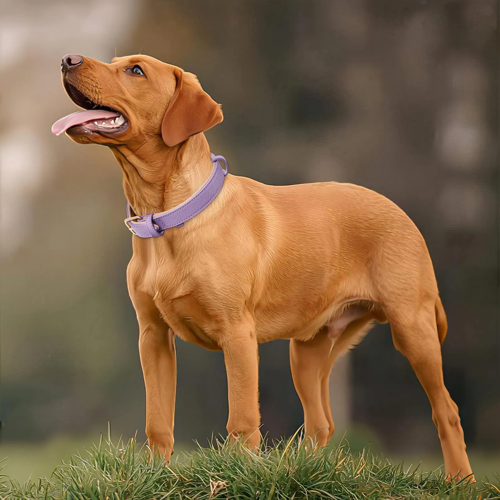 HEELE Collare Cane in Pelle Imbottito, Lilla, L - immagine 4