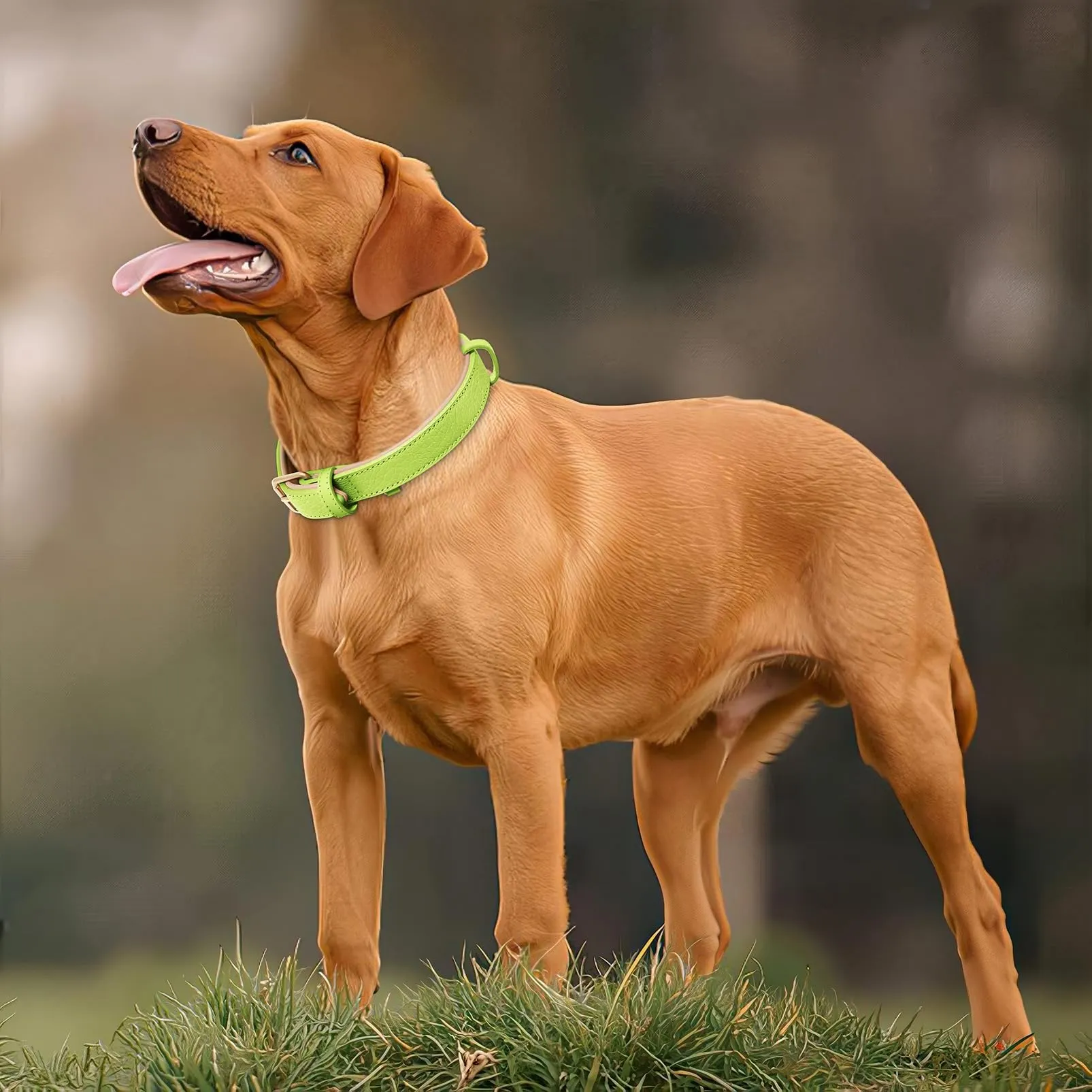 HEELE Collare Cane in Pelle Imbottito, Erba Verde, M - immagine 7