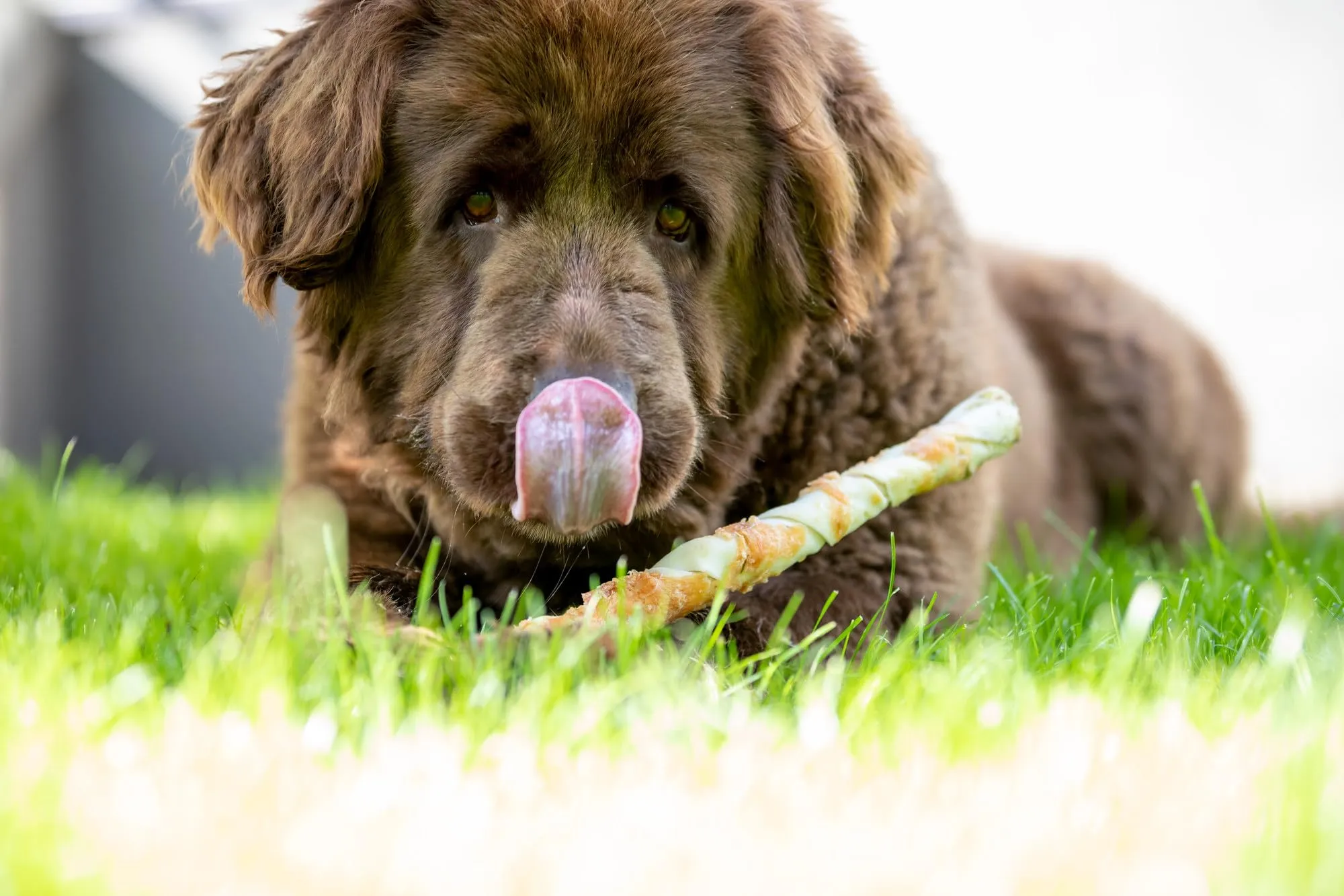 Trixie Denta Fun Chewing Sticks with Chicken, 6 Sticks (70g) - immagine 4