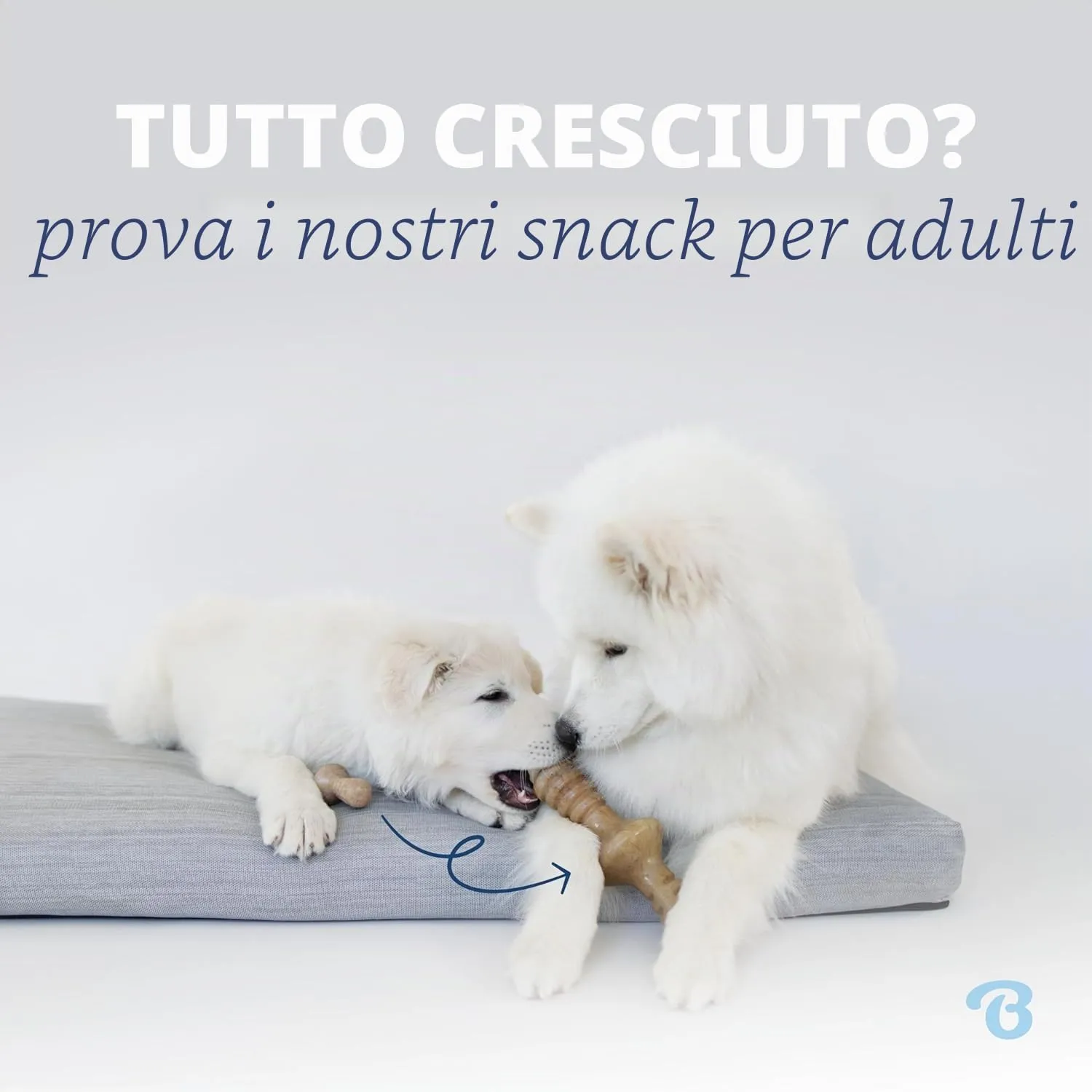 Benebone Cucciolo Dental/Wishbone, Bacon Reale, Set da 2 Giochi - immagine 5