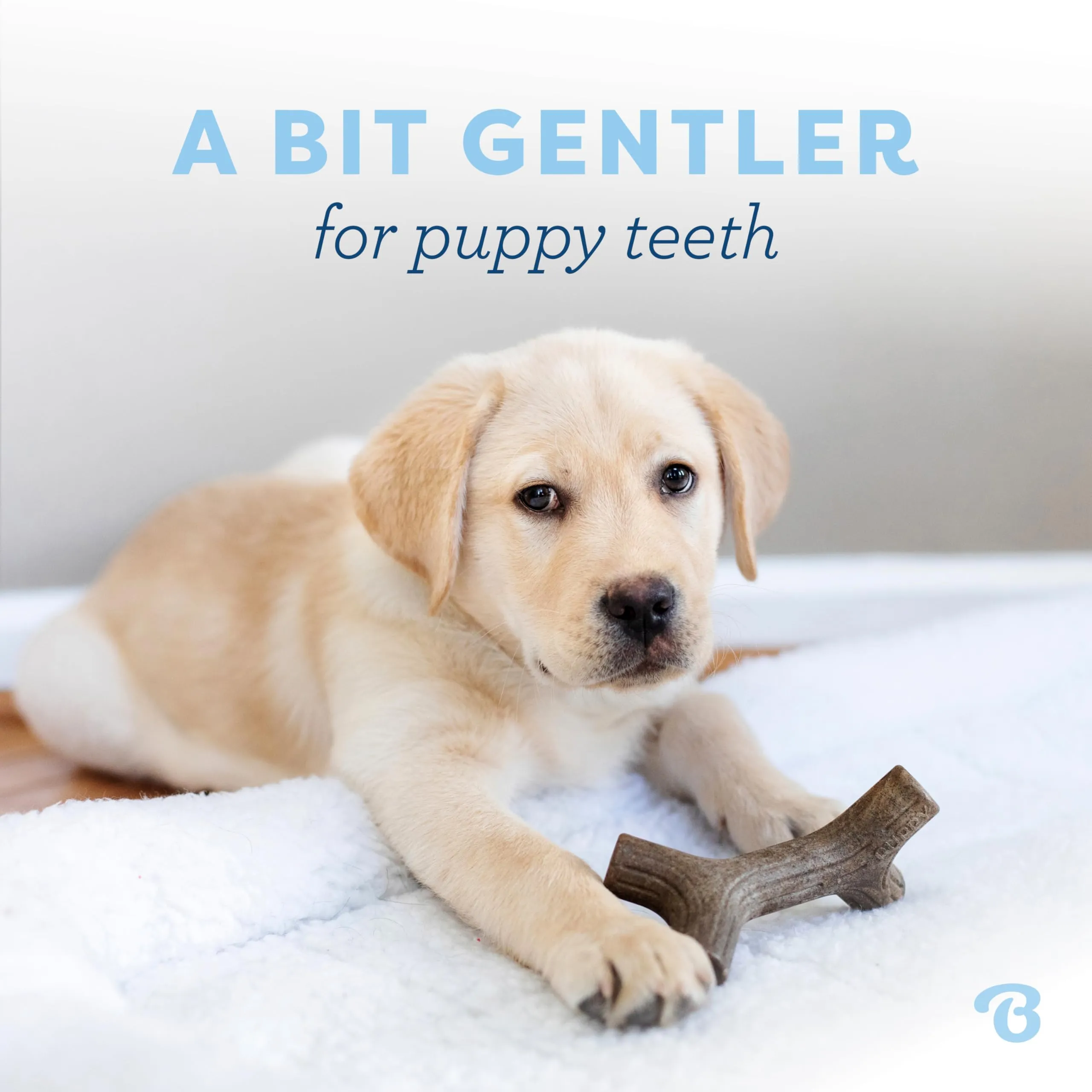 Benebone Cucciolo Maplestick & Zaggler, 2 Pack, Tiny - immagine 2