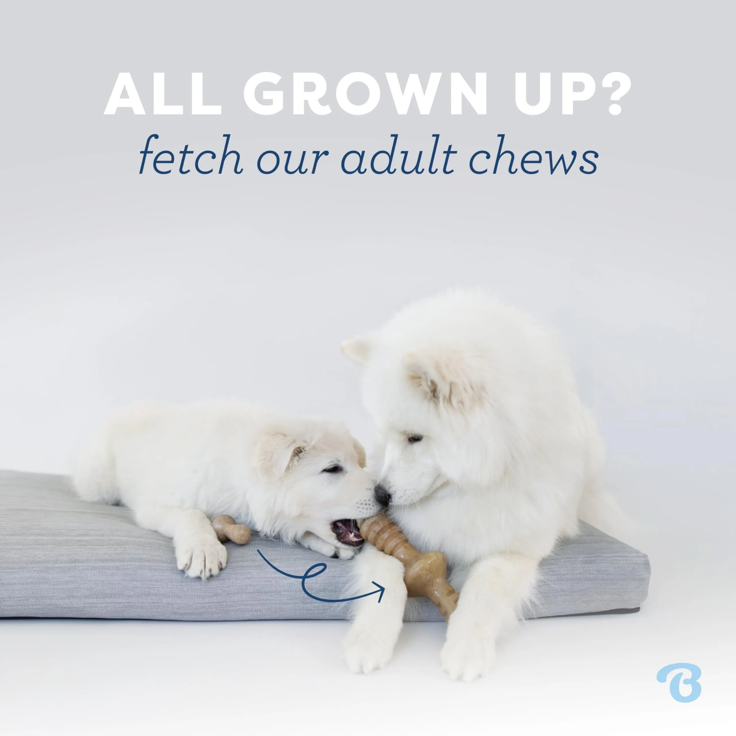 Benebone Cucciolo Maplestick & Zaggler, 2 Pack, Tiny - immagine 5