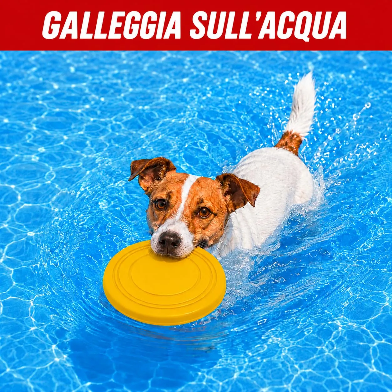 JAPORIA Frisbee per Cani in Gomma Morbida, 2 Pezzi, Amarillo-Morado - immagine 4