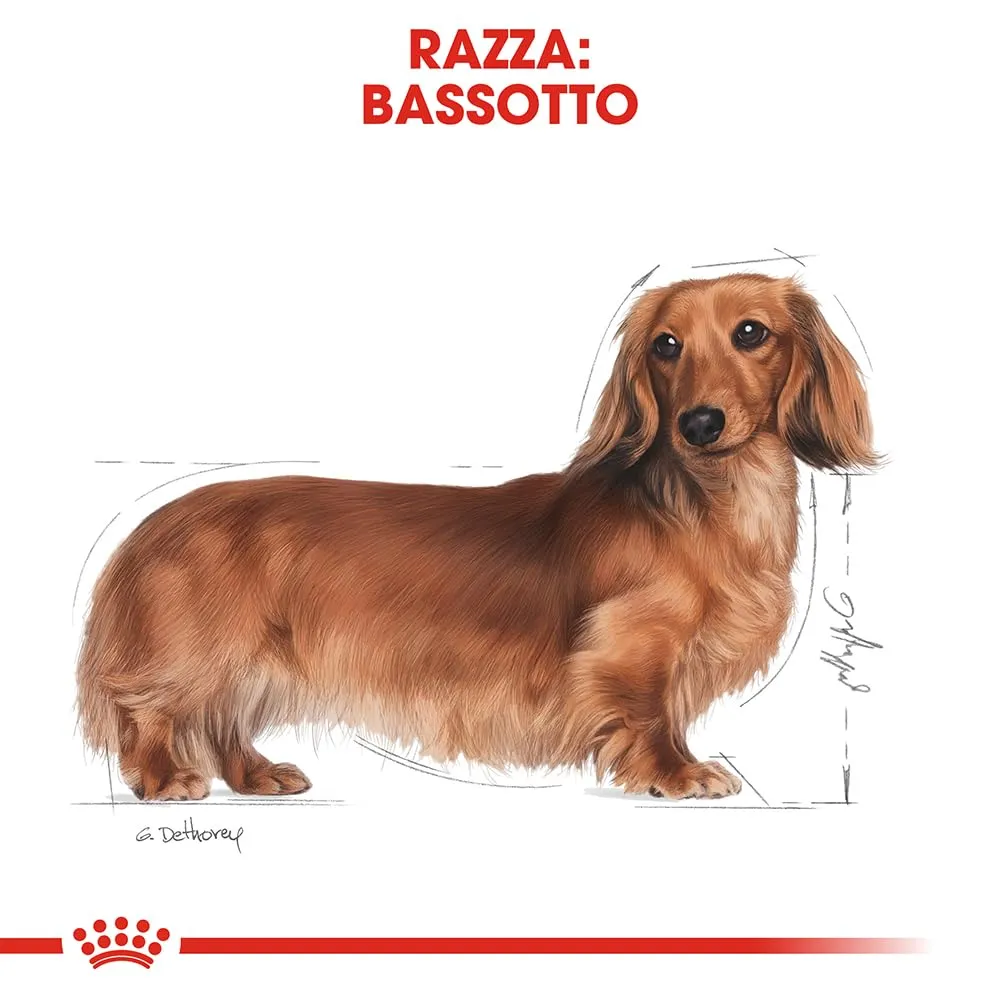 Royal Canin Dachshund Adult Dog Dry Food, 7.5kg - immagine 3
