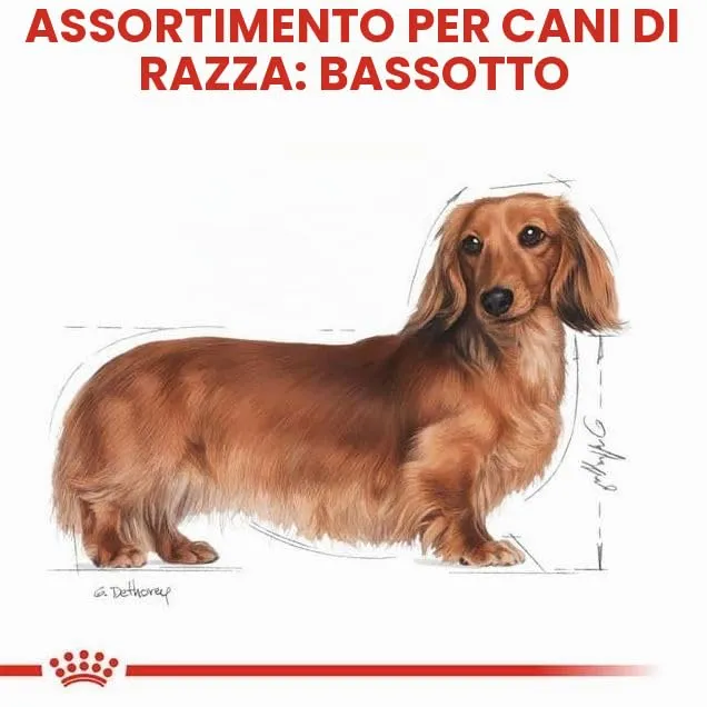 Royal Canin Dachshund Adult, 3 x 500 g - immagine 6