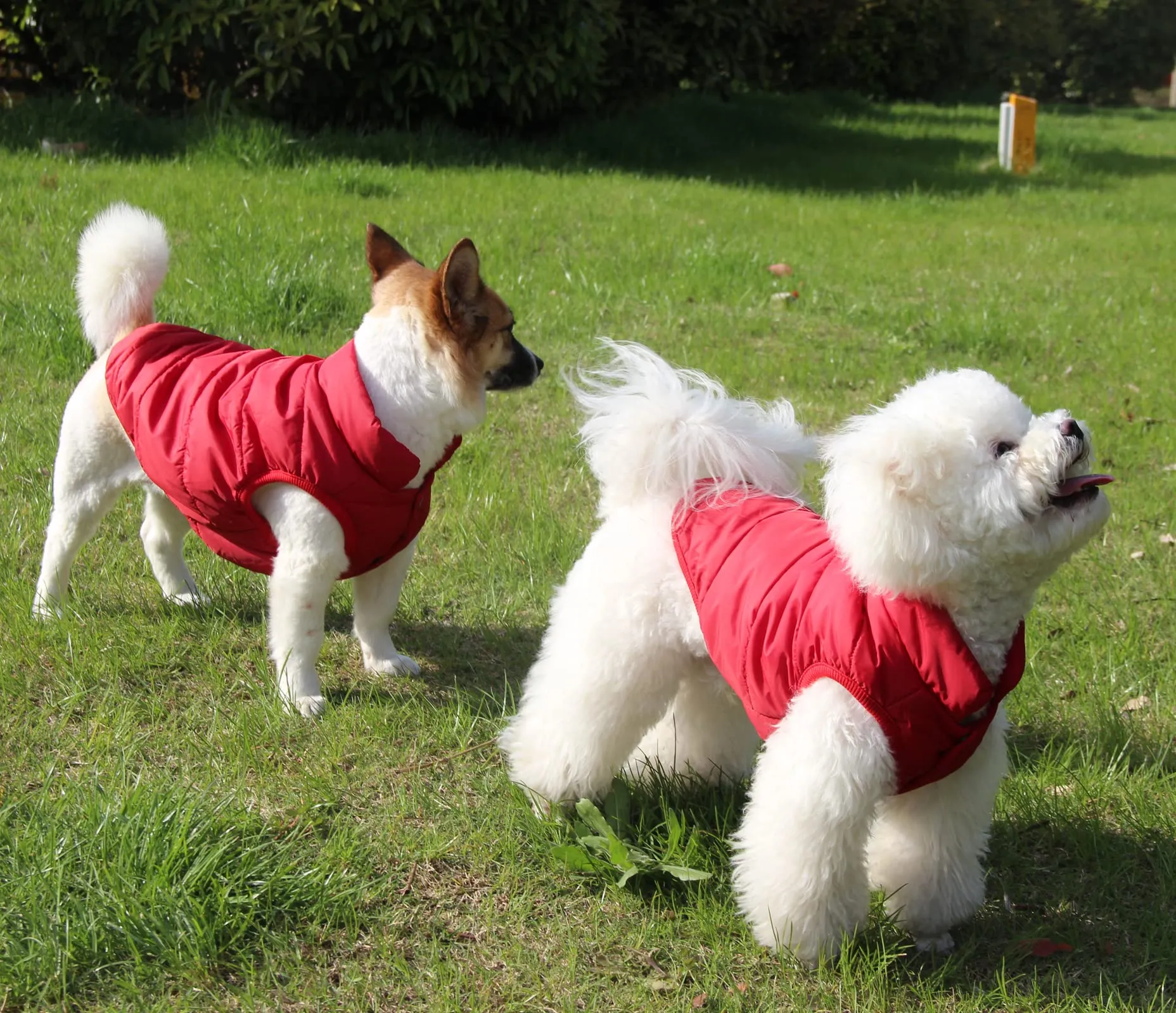 JoyDaog Giacca per cani a 2 strati foderata in pile invernale antivento, XS, Rosso - immagine 2