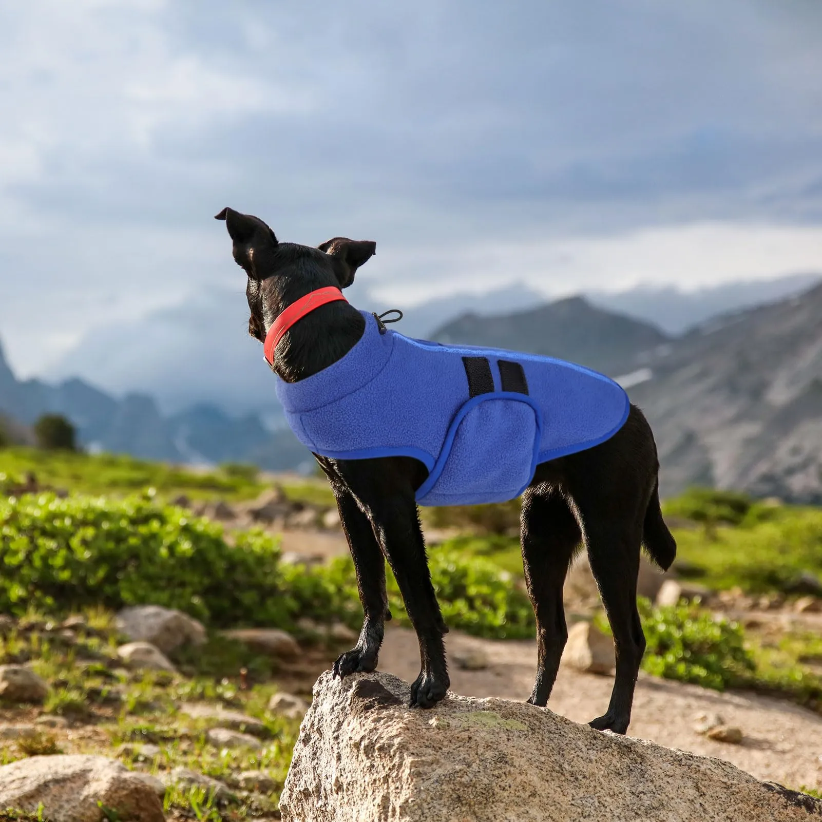 PUZAUKAL Maglione in Pile per Cani e Gatti con Foro per Imbracatura, Blu, XL - immagine 5