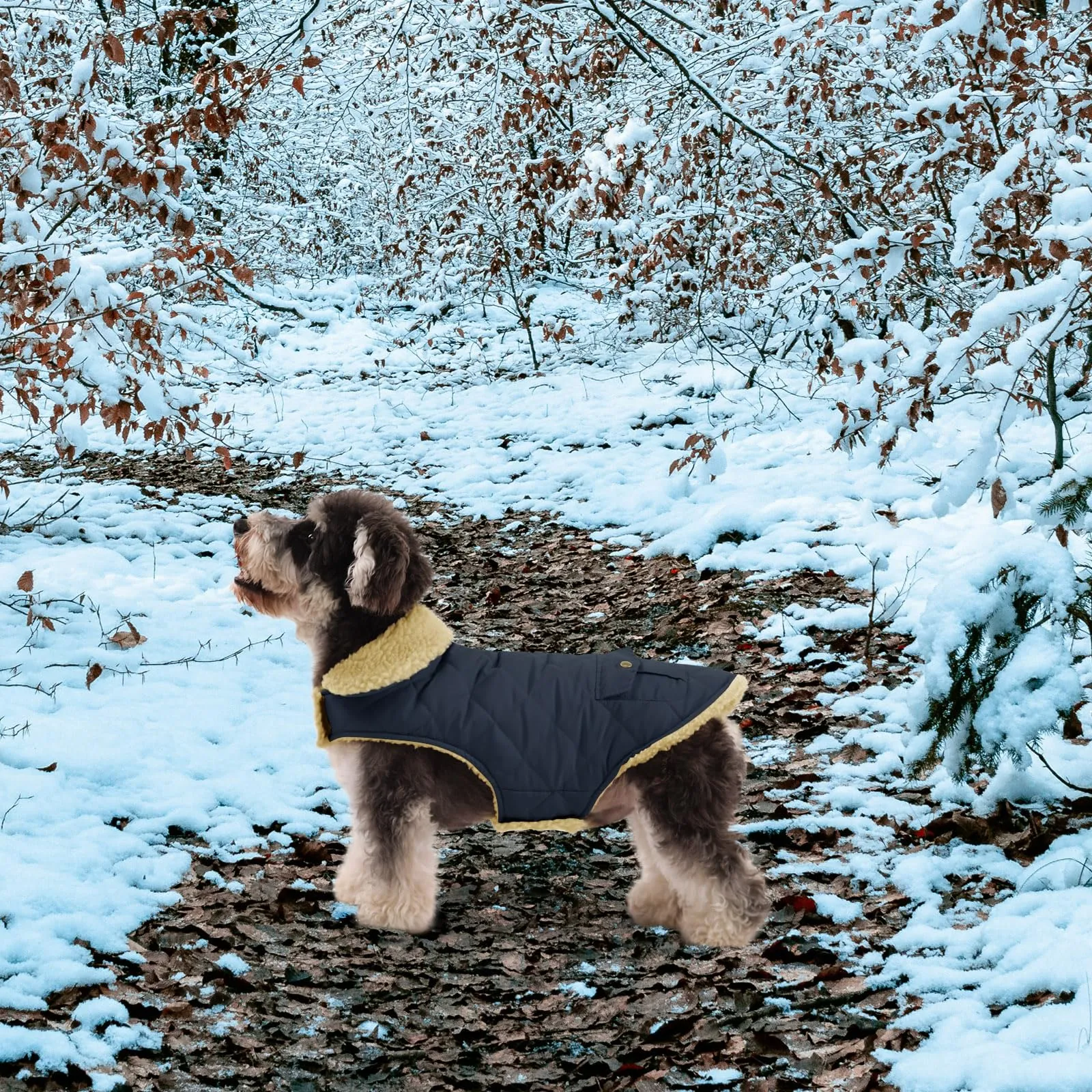 Queenmore Cappotto per Cane Piccolo Impermeabile e Imbottito, Azure, S - immagine 7