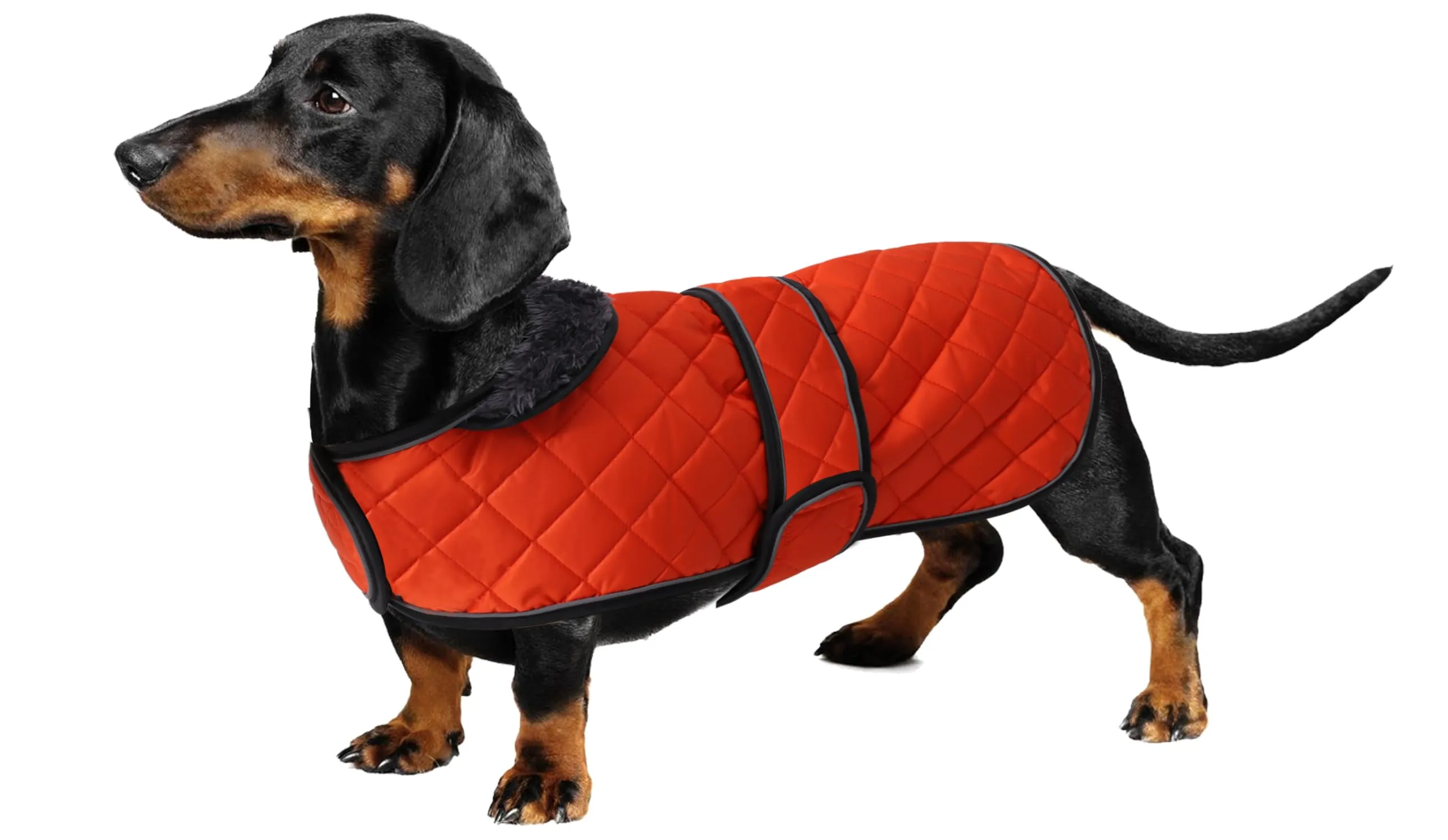 Geyecete Cappotto Invernale Termico Trapuntato per Cane Bassotto, Fodera in Pile, Foro per Imbracatura, Arancione, XS - immagine 1