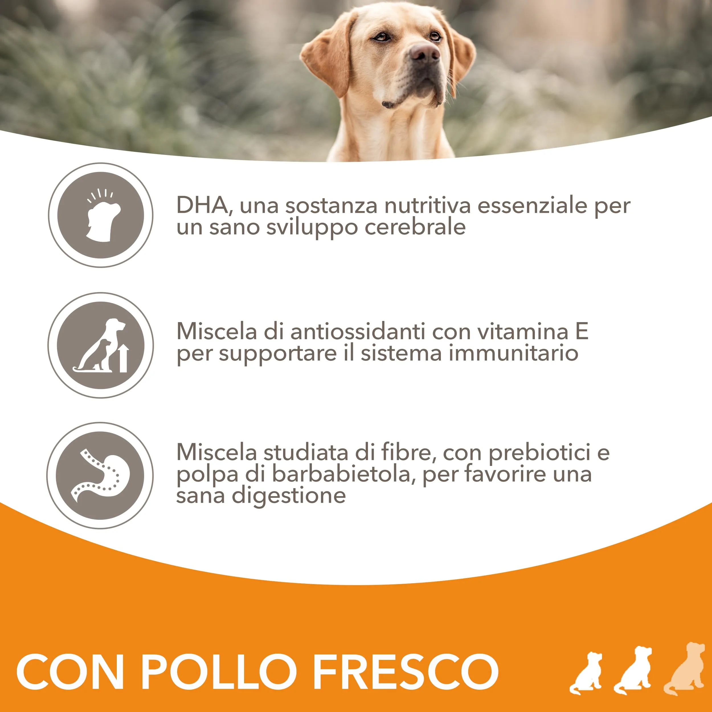 IAMS Cibo secco per cuccioli piccola/media al pollo, 3 kg - immagine 3