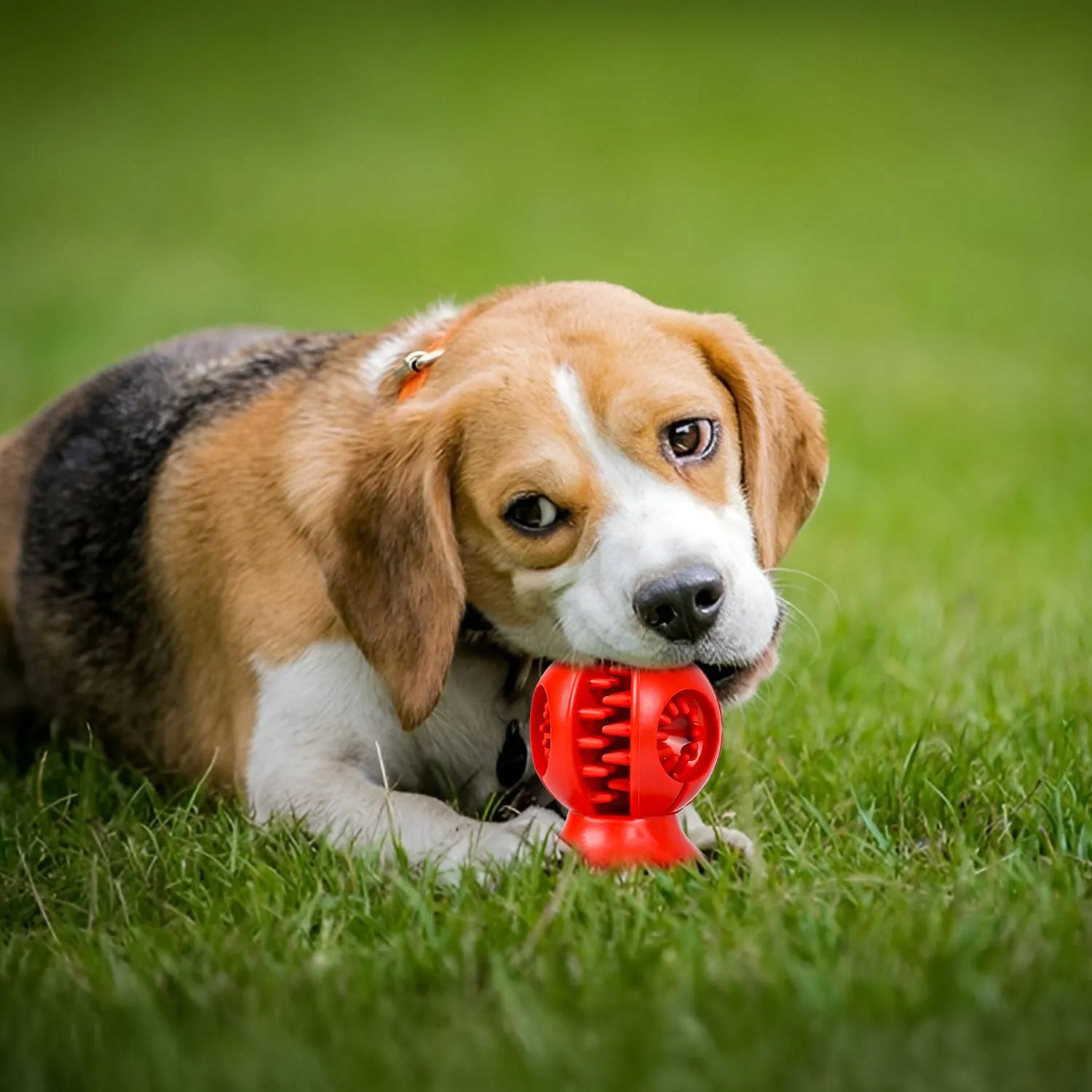 Autoau Osso per Cani in Gomma Naturale, Giocattolo da Masticare per Pulizia dei Denti, Taglia S/M - immagine 6