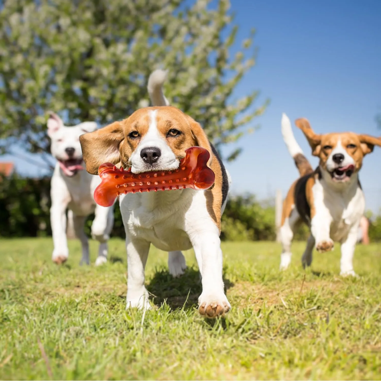 Autoau Osso per Cani in Gomma Naturale, Giocattolo da Masticare per Pulizia dei Denti, Interattivo per Cani di Taglia Piccola, Media e Grande - immagine 8