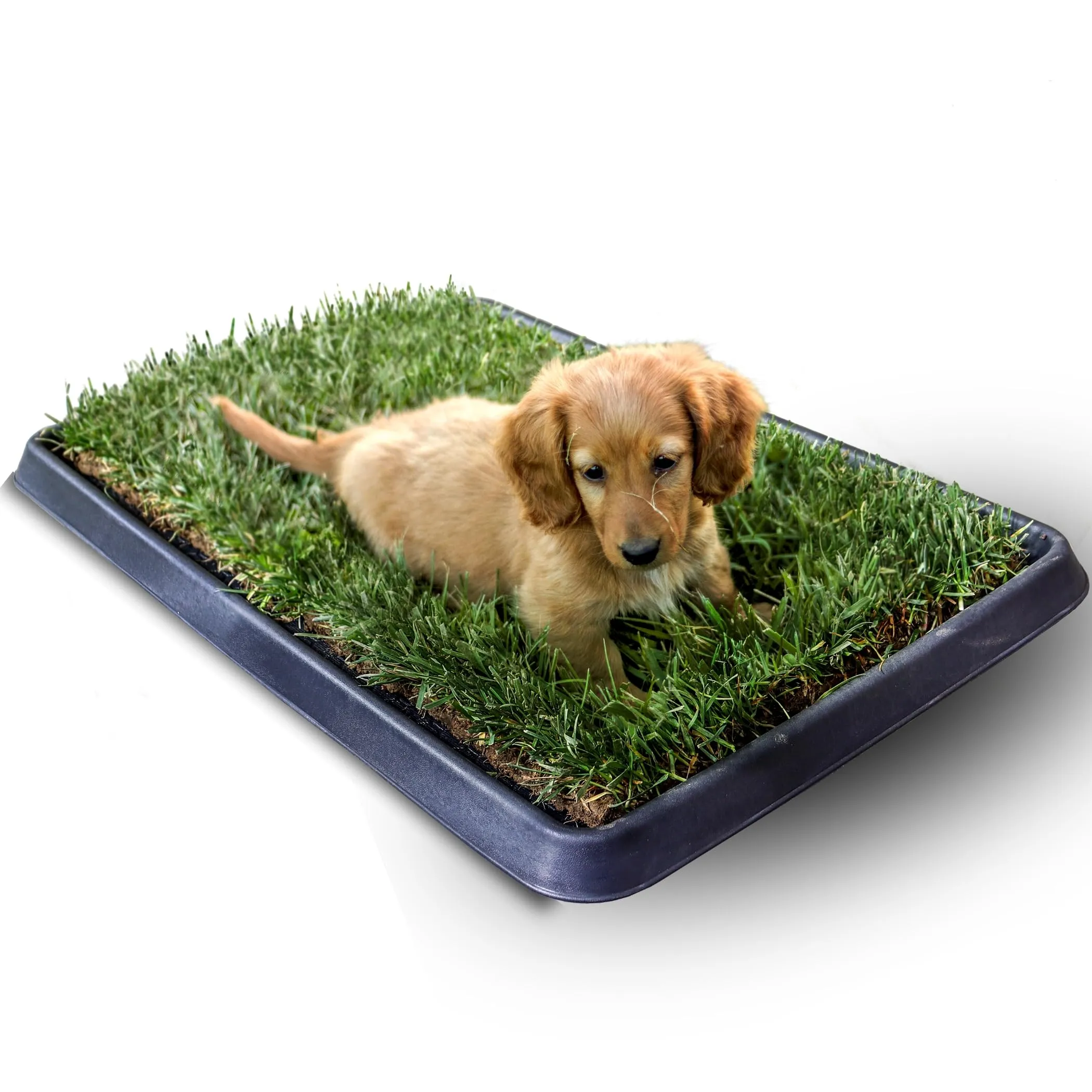 PetZolla Kit S Lettiera per cani in Vera Erba con Vassoio 60x40 cm - immagine 1