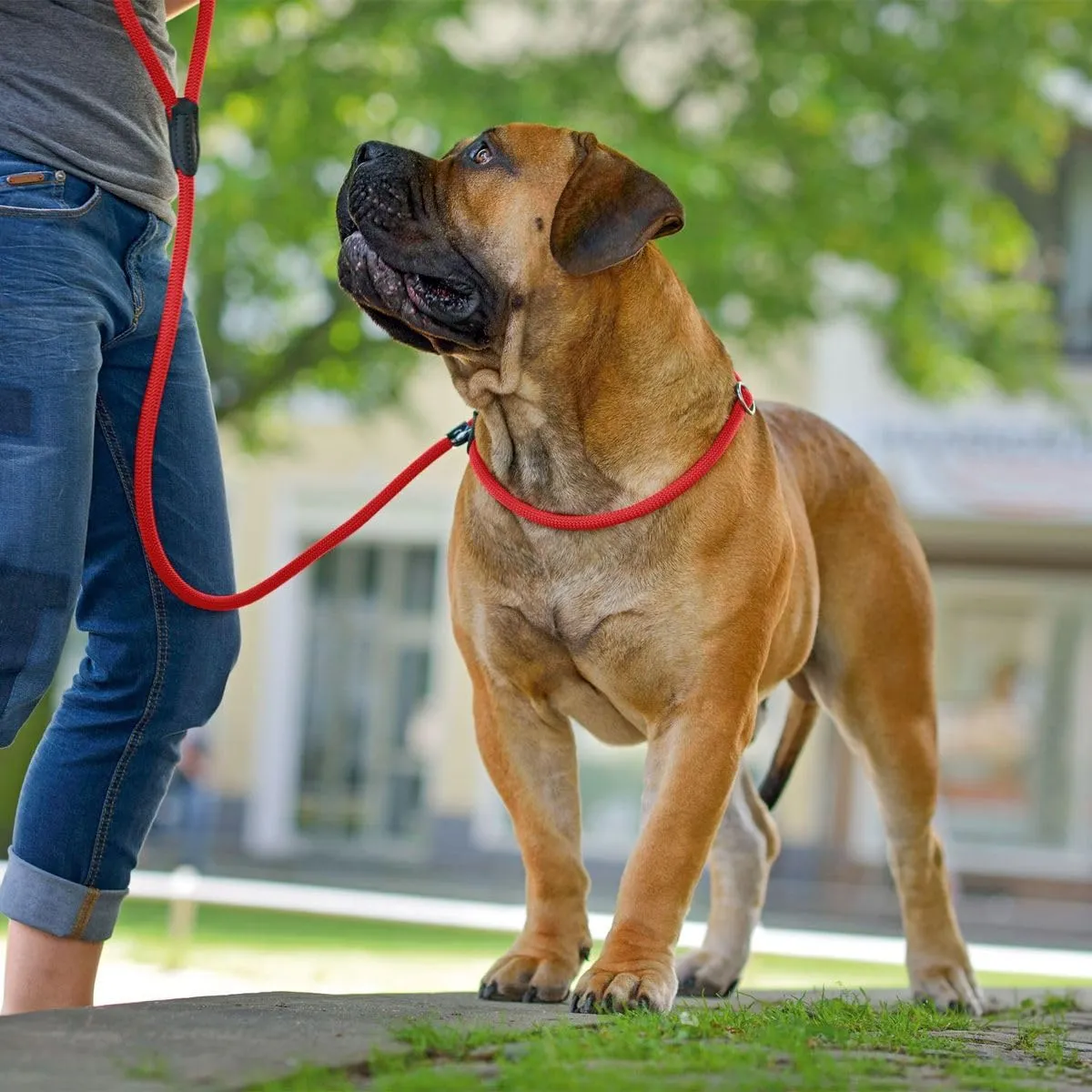 Hunter Retriever Freestyle Leash, Red, 0.8 x 170 cm - immagine 5