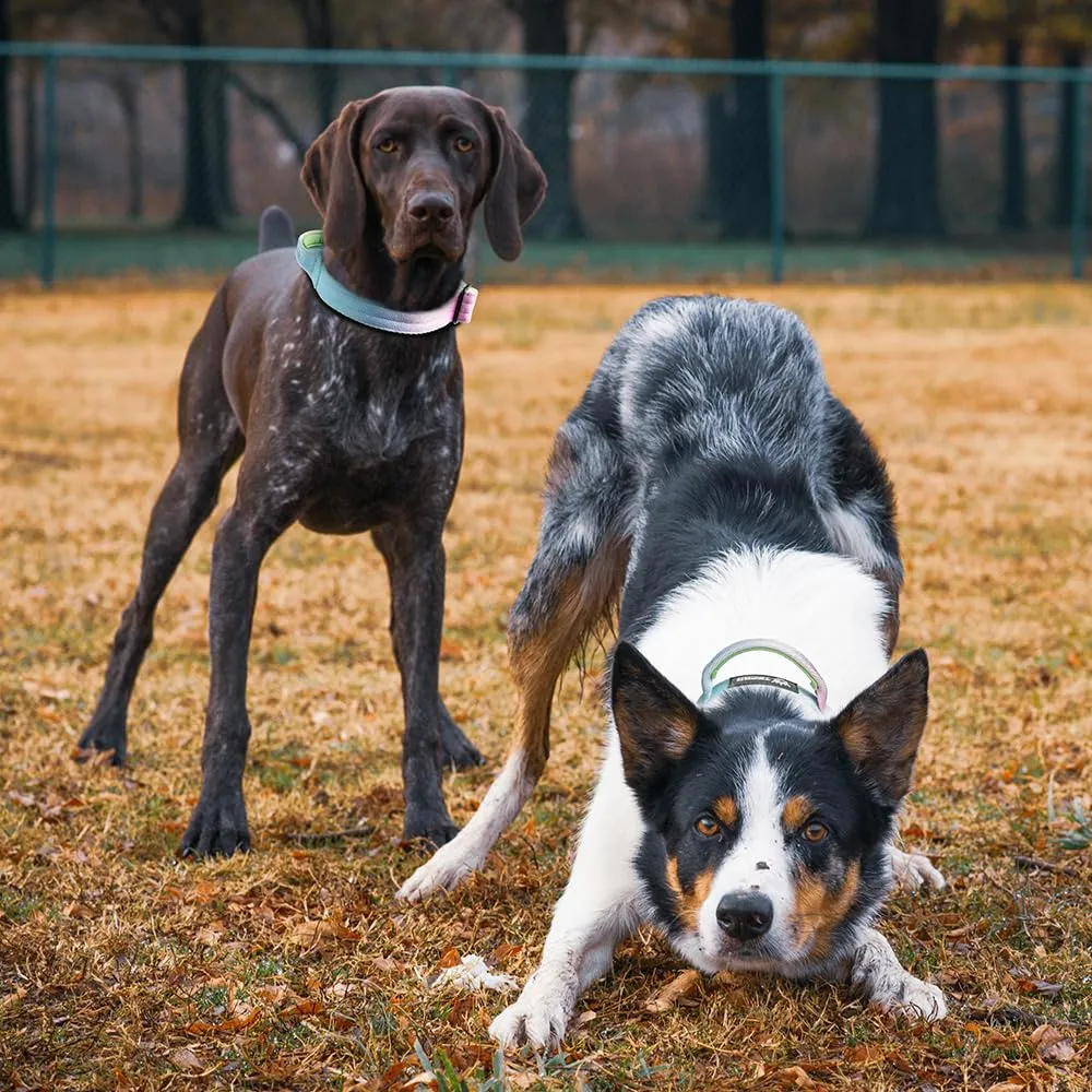 TSPRO Collare Tattico per Cane con Fibbia a Sblocco Rapido e Maniglia, Largo 3,3 cm - immagine 6