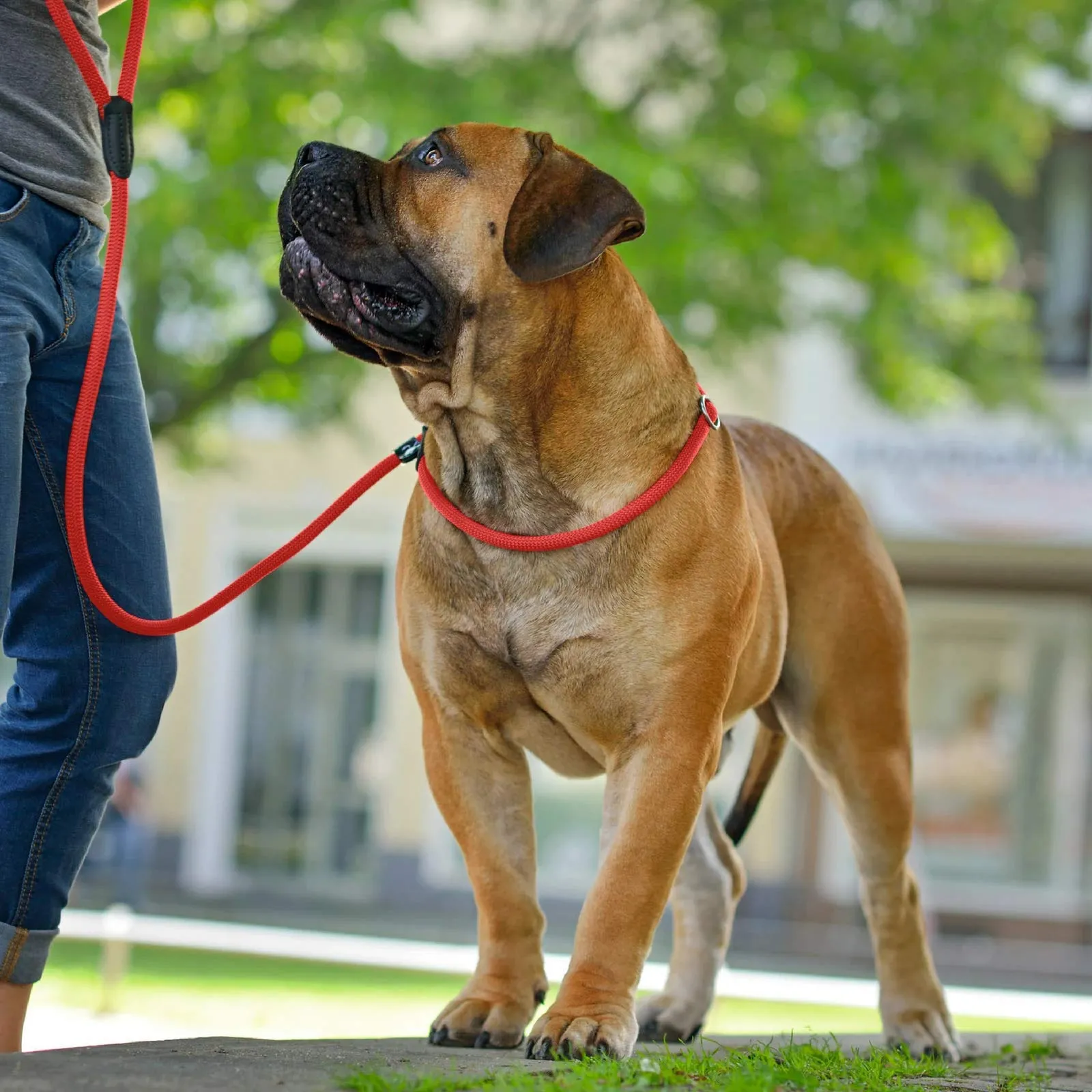 Hunter Retriever Freestyle Cord Leash, 1.0 x 260 cm, Rosso - immagine 2