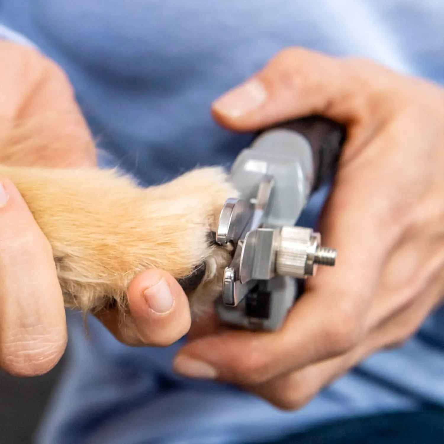 FURminator Tagliaunghie per cani e gatti - immagine 7