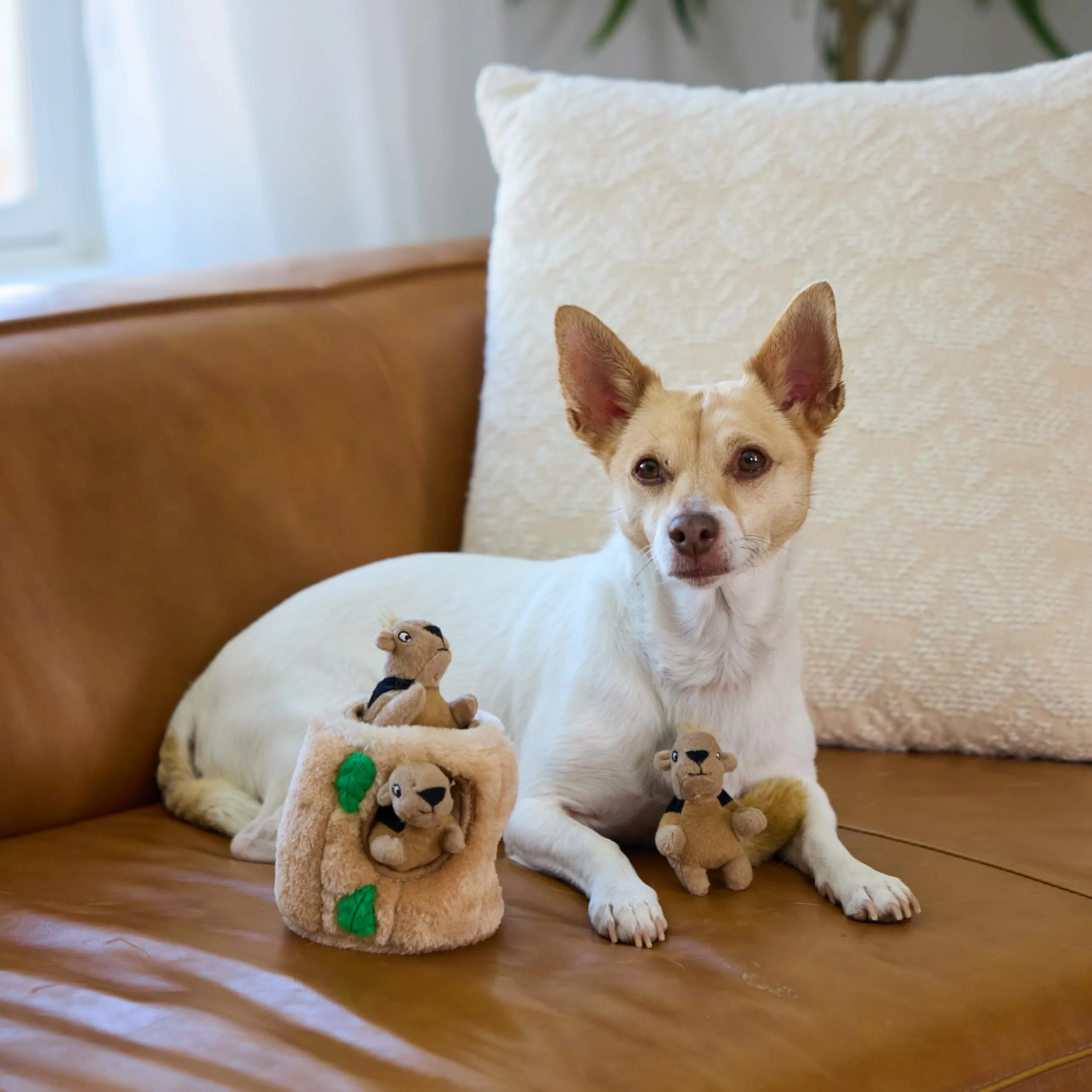 Outward Hound Hide A Squirrel Puzzle Toy for Dogs, Small - immagine 6