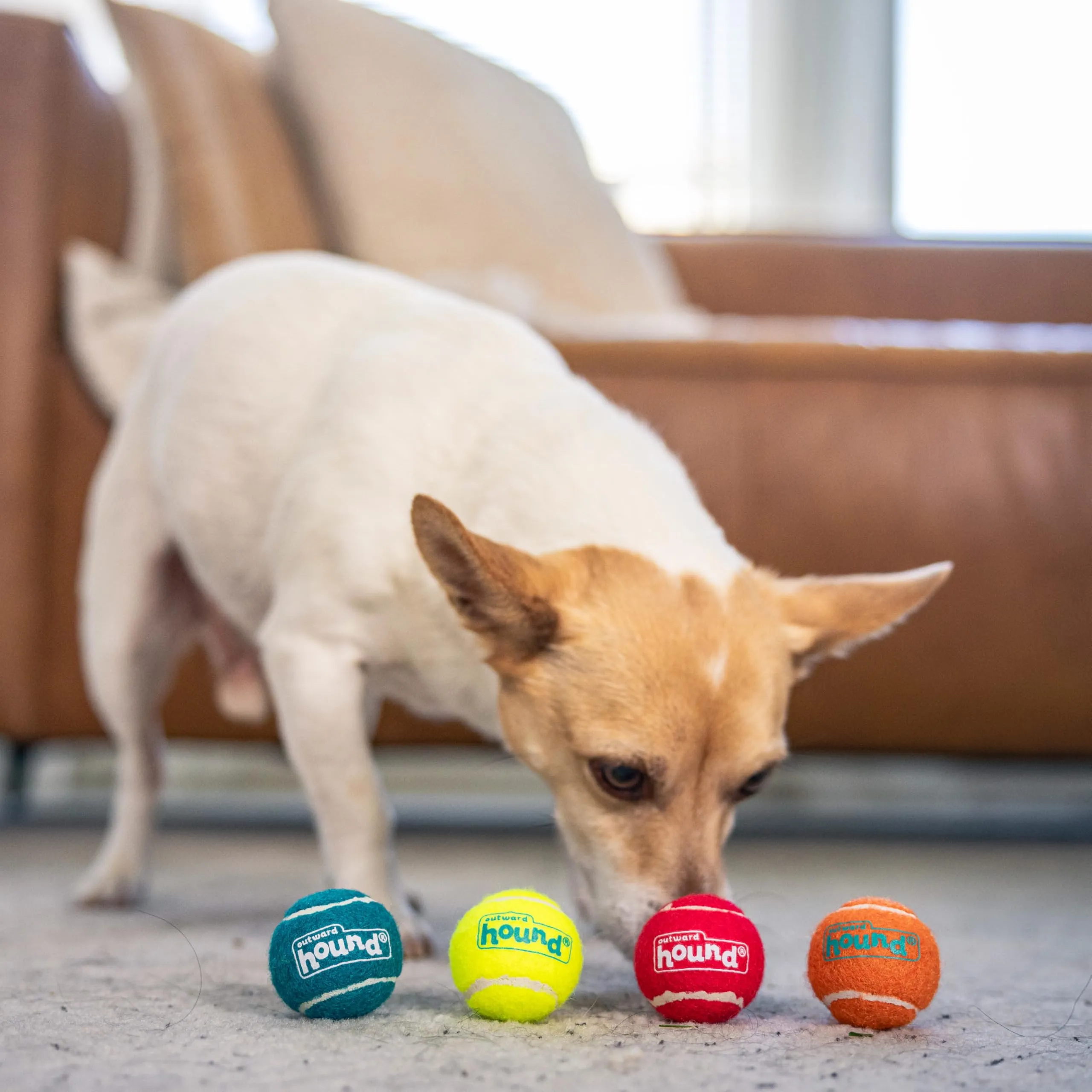 Outward Hound Squeaker Ballz Gioco da riporto per cani, palline con suono, XS, 4 pezzi - immagine 5