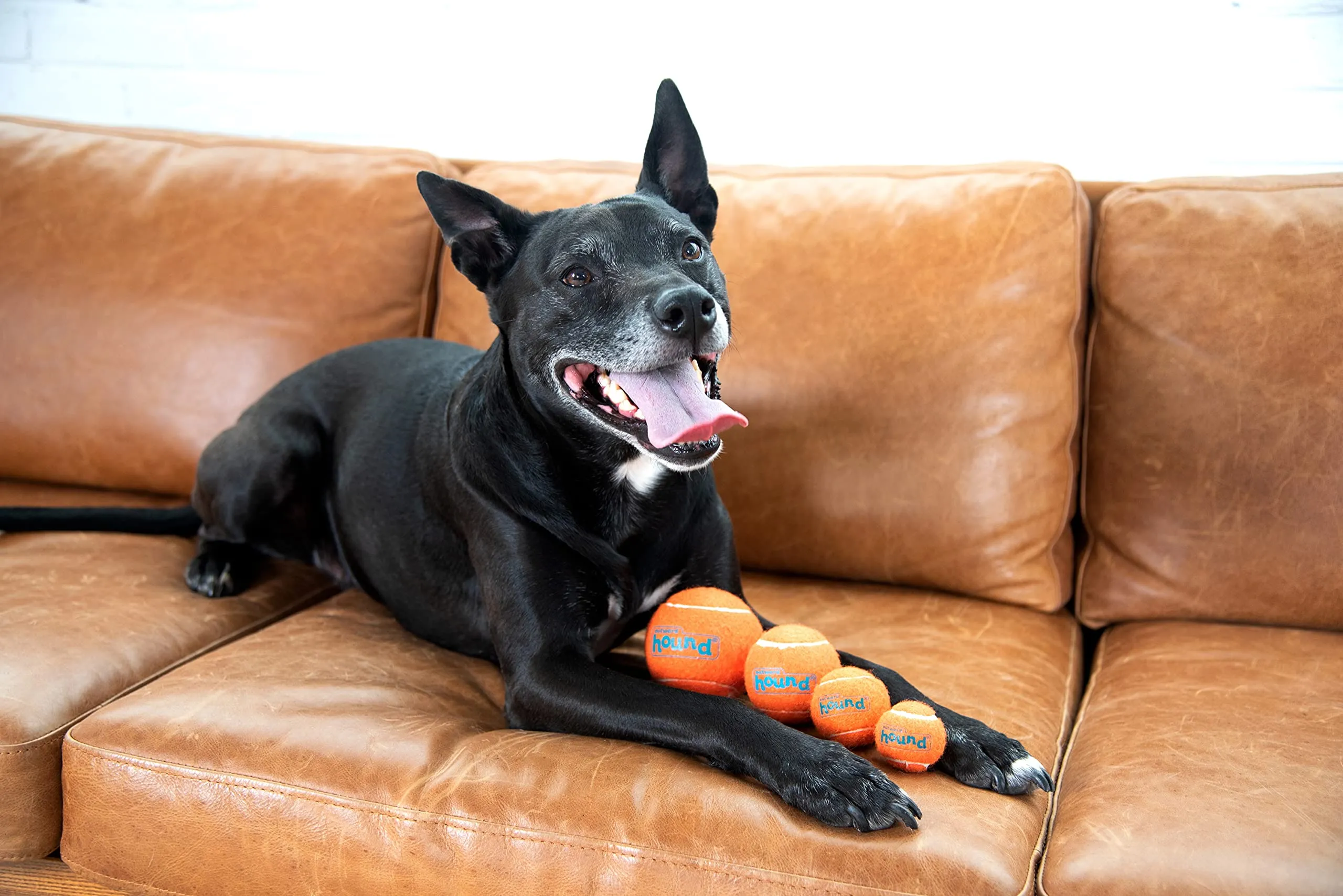 Outward Hound Squeaker Ballz Fetch Dog Toy, Large, Pack of 2 - immagine 7