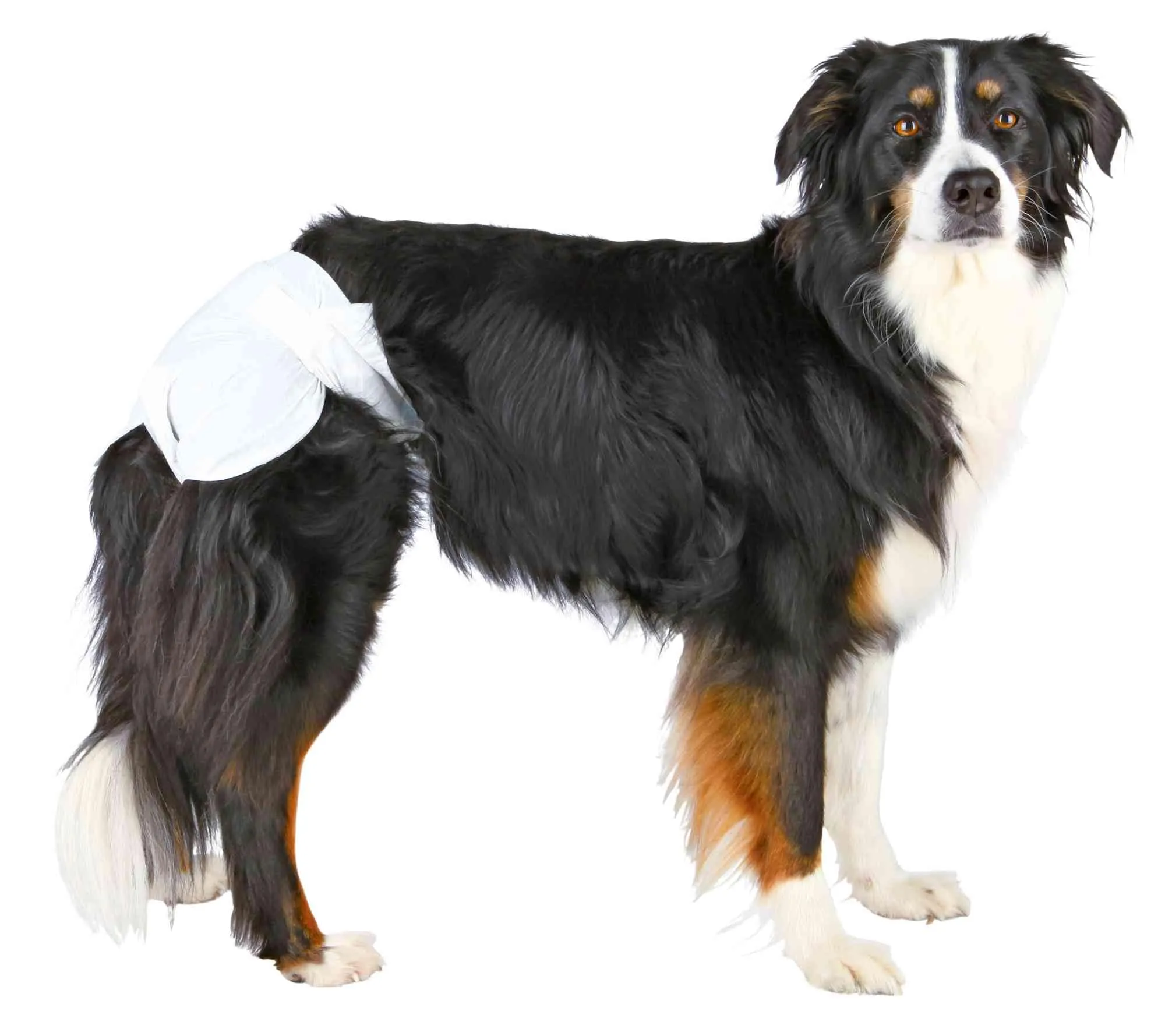 TRIXIE Pannolini per cagne, XL (40–58 cm), 12 pz - immagine 2
