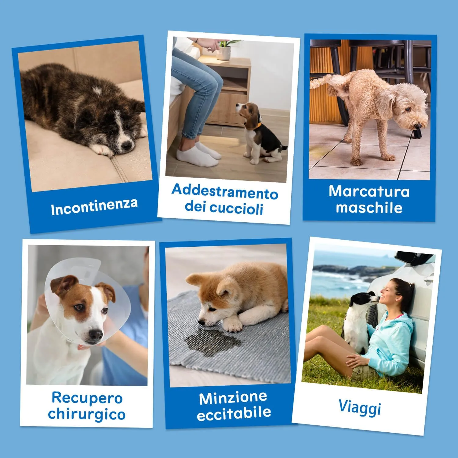 Dono Pannolini per cani maschi, 40 pezzi, Taglia M - immagine 7