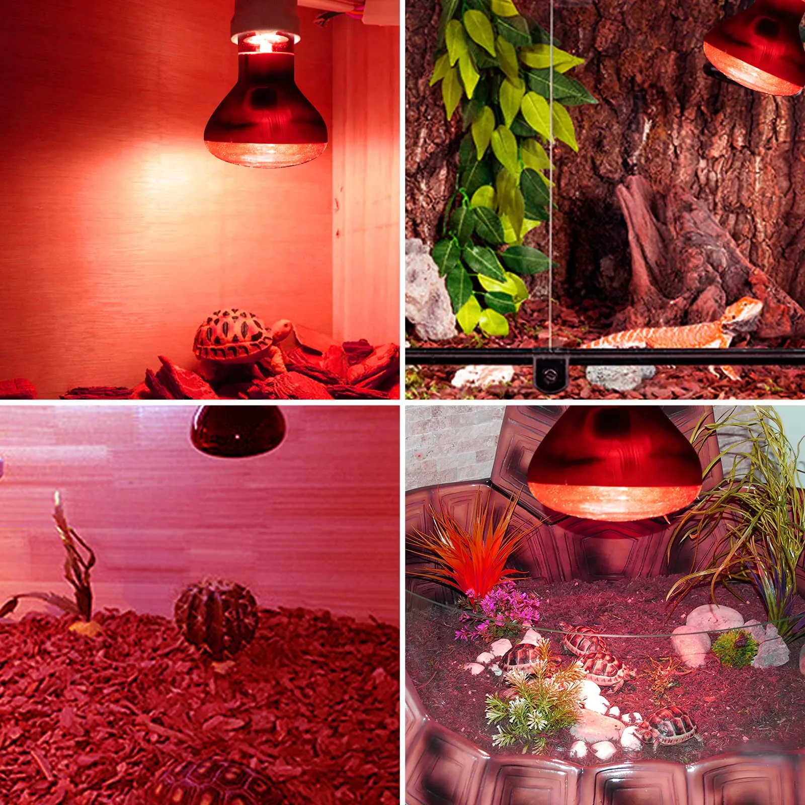 Bonlux Lampada di Calore a Infrarossi 50W E27 R63 Dimmerabile, Luce Rossa UVA+UVB per Rettili, Anfibi e Tartarughe (2Pcs) - immagine 2