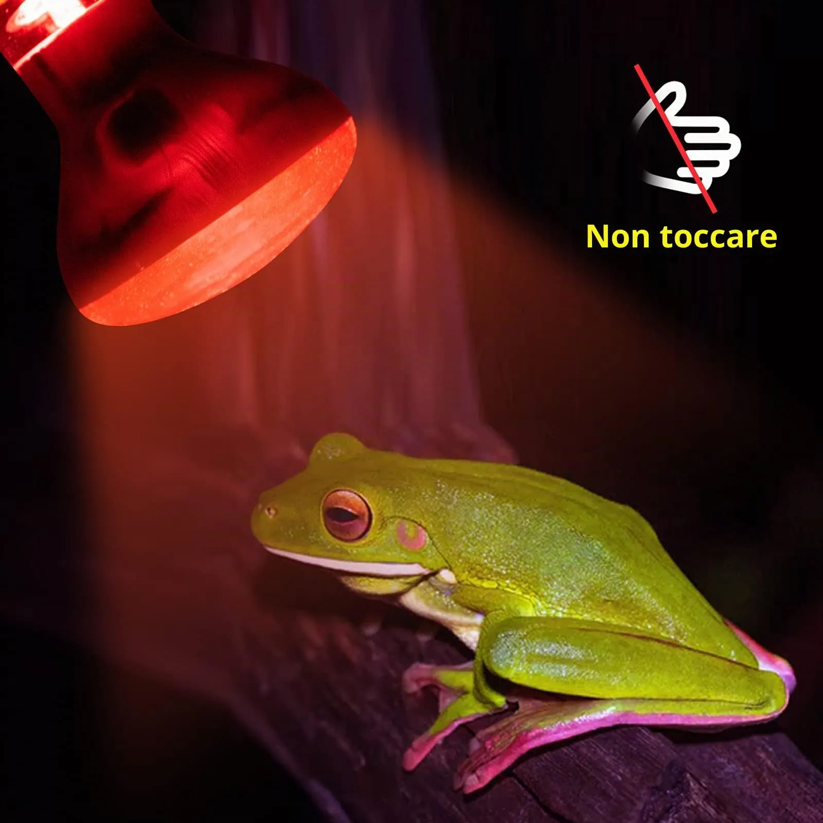 Bonlux Lampada di Calore a Infrarossi 50W E27 R63 Dimmerabile, Luce Rossa UVA+UVB per Rettili, Anfibi e Tartarughe (2Pcs) - immagine 7