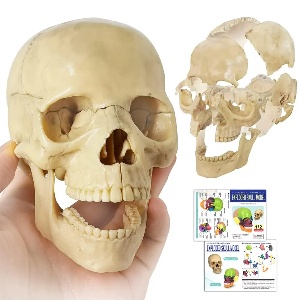 EVOTECH SCIENTIFIC Modello di Cranio Umano, 15 Parti, Scala 1:2 - immagine 1