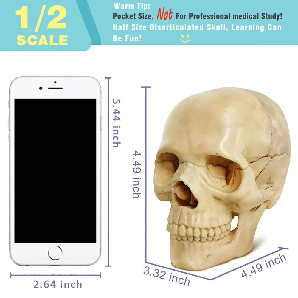 EVOTECH SCIENTIFIC Modello di Cranio Umano, 15 Parti, Scala 1:2 - immagine 2