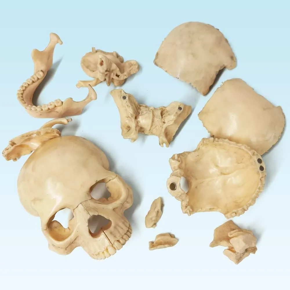 EVOTECH SCIENTIFIC Modello di Cranio Umano, 15 Parti, Scala 1:2 - immagine 3
