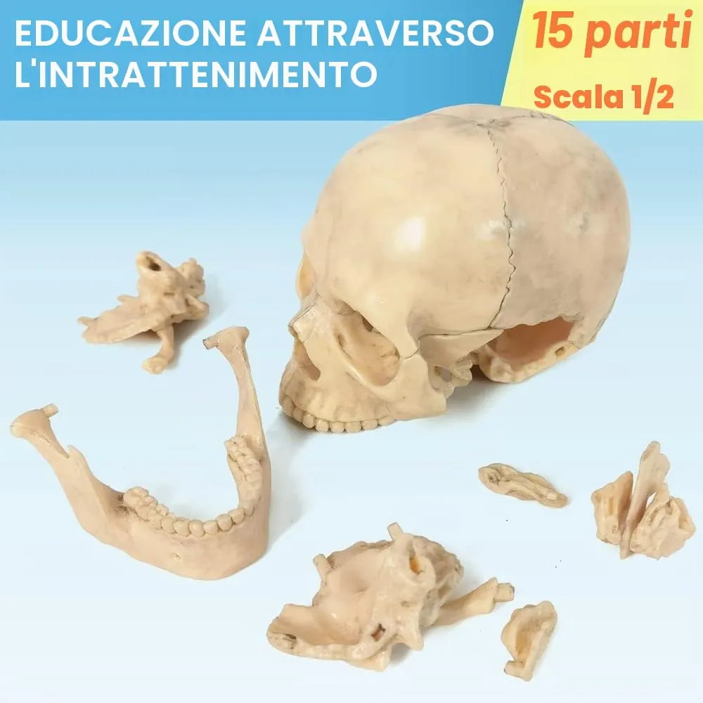 EVOTECH SCIENTIFIC Modello di Cranio Umano, 15 Parti, Scala 1:2 - immagine 4