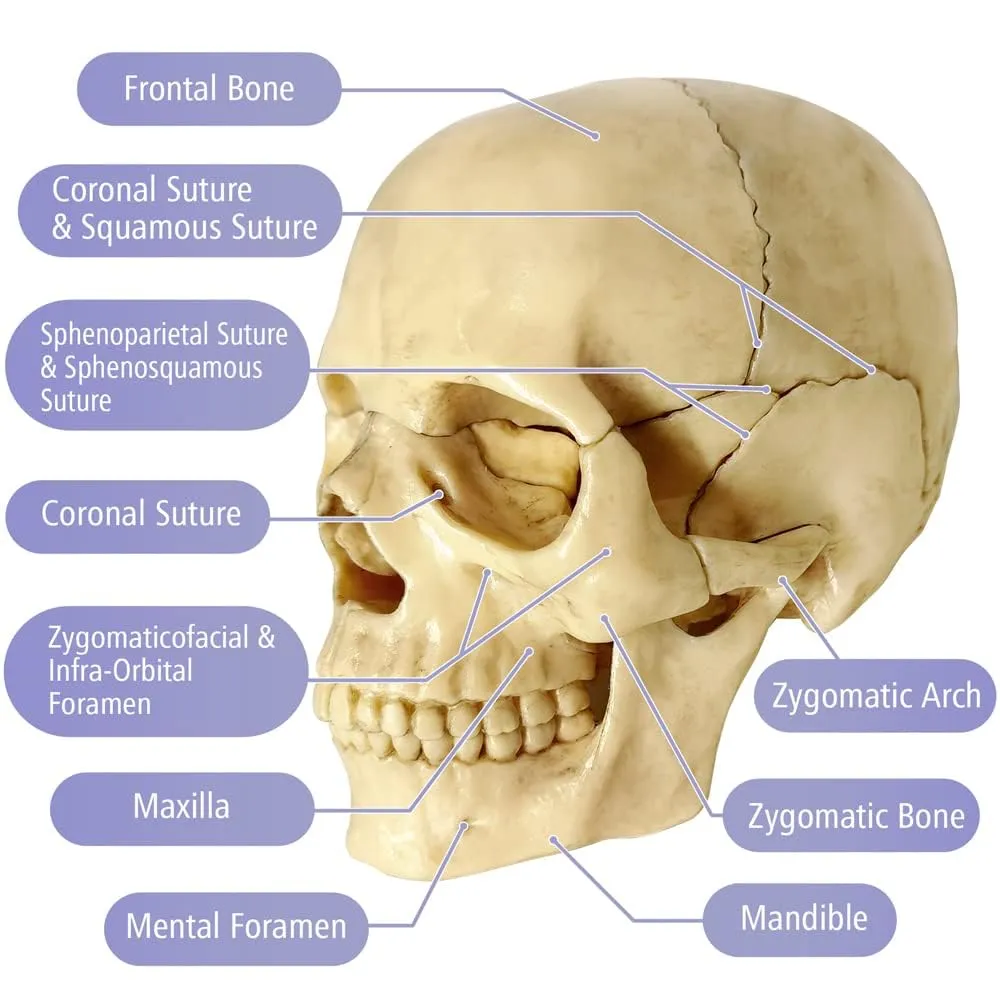 EVOTECH SCIENTIFIC Modello di Cranio Umano, 15 Parti, Scala 1:2 - immagine 5