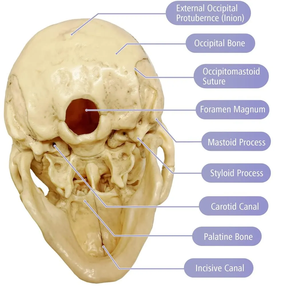 EVOTECH SCIENTIFIC Modello di Cranio Umano, 15 Parti, Scala 1:2 - immagine 6