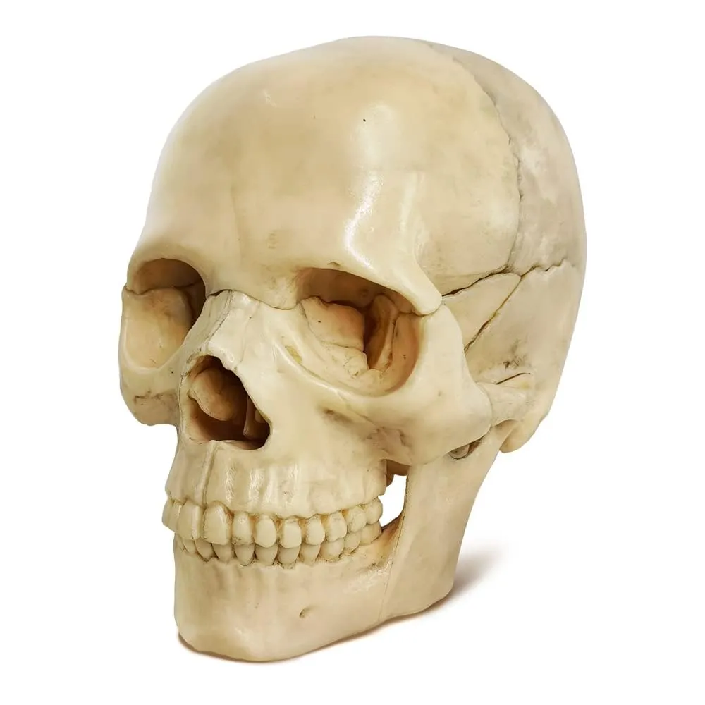 EVOTECH SCIENTIFIC Modello di Cranio Umano, 15 Parti, Scala 1:2 - immagine 7