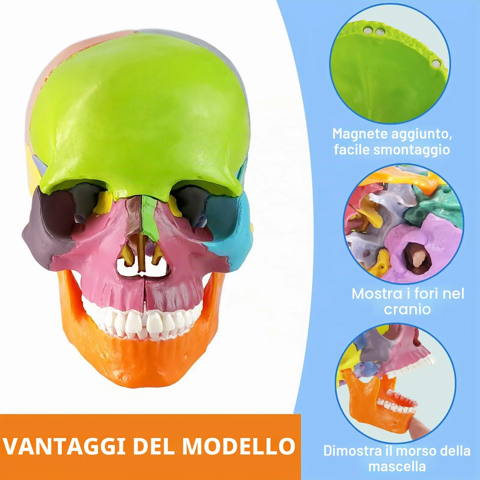 EVOTECH SCIENTIFIC Modello di Cranio Umano con Cervello, Scala 1:2 - immagine 2