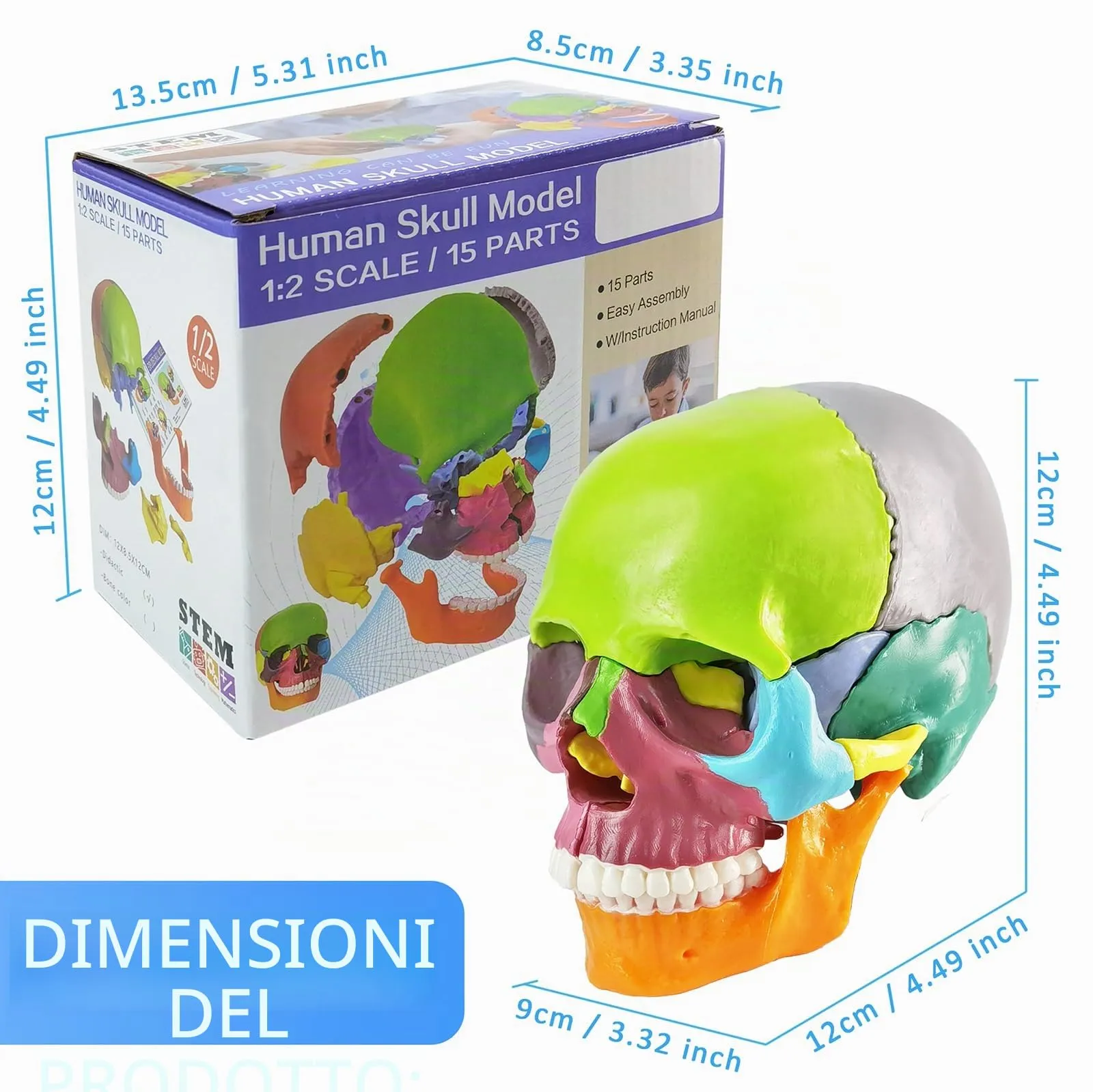 EVOTECH SCIENTIFIC Modello di Cranio Umano con Cervello, Scala 1:2 - immagine 3
