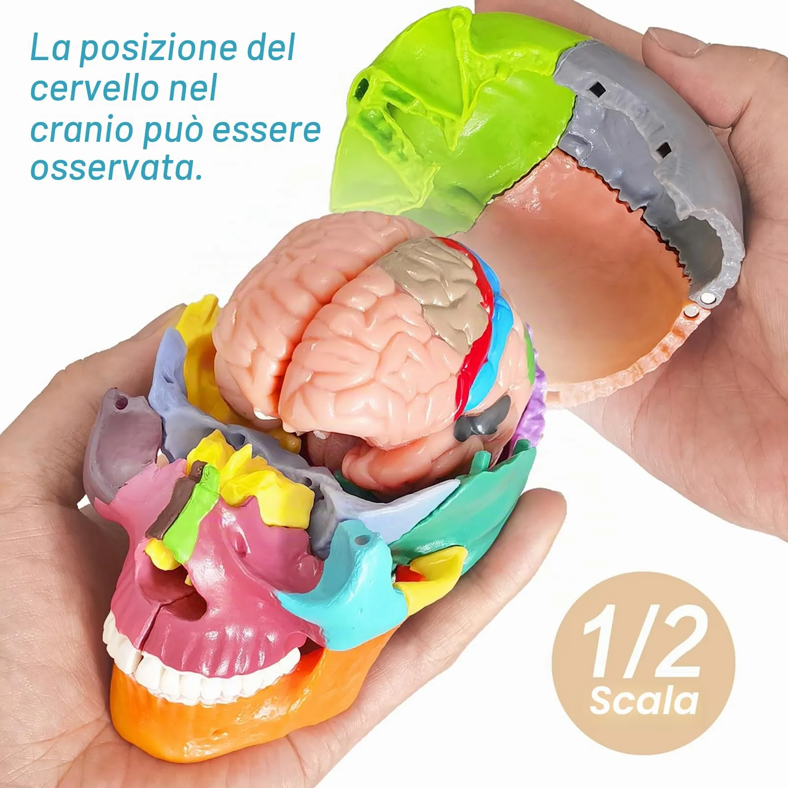 EVOTECH SCIENTIFIC Modello di Cranio Umano con Cervello, Scala 1:2 - immagine 4