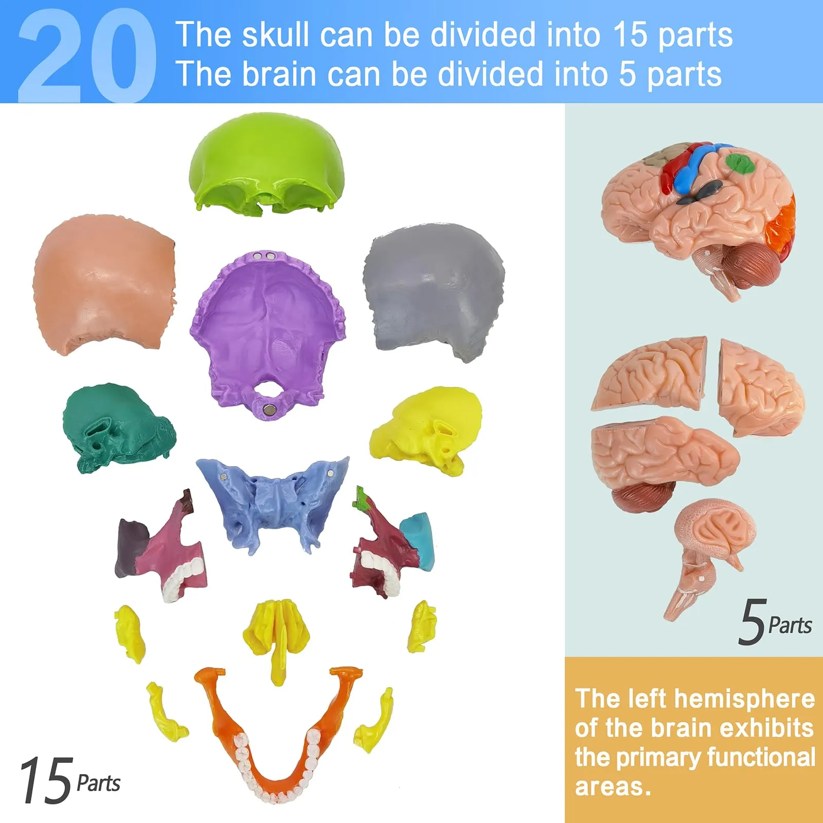 EVOTECH SCIENTIFIC Modello di Cranio Umano con Cervello, Scala 1:2 - immagine 6