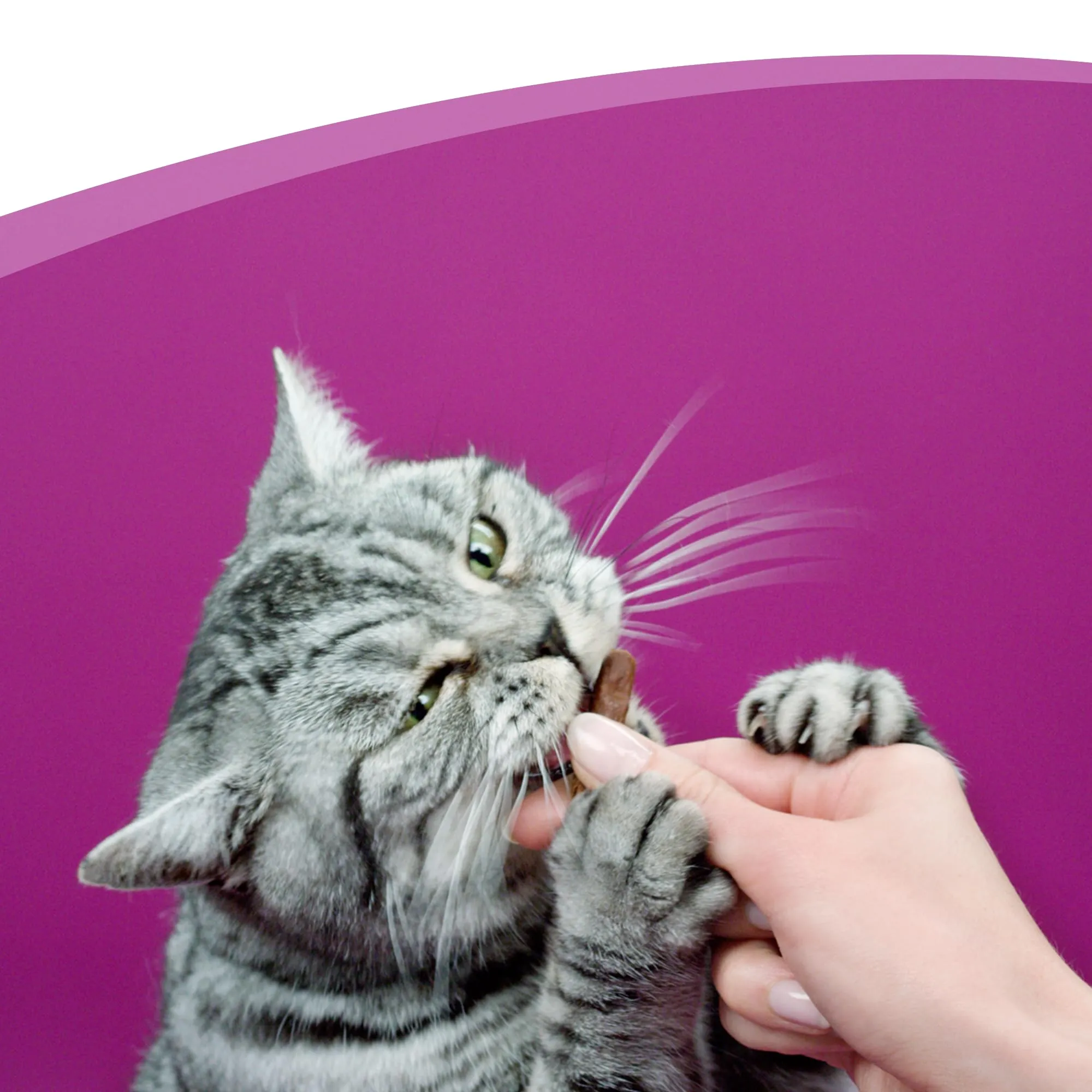 Whiskas Snack per Gatto, Sticks al Salmone, 28 Confezioni da 18g - immagine 8