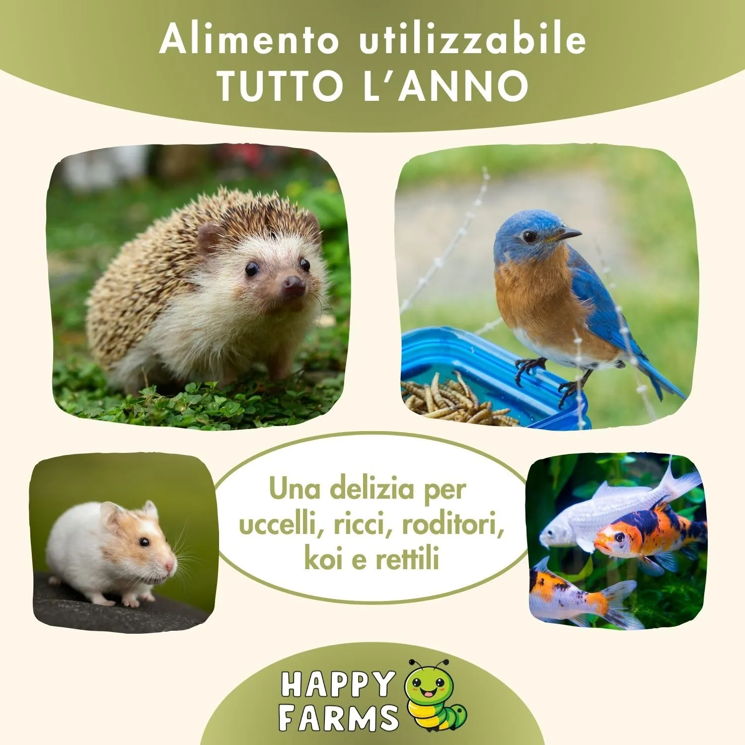 BSF Cycle Larve di mosca soldato essiccate, 5 kg - immagine 4
