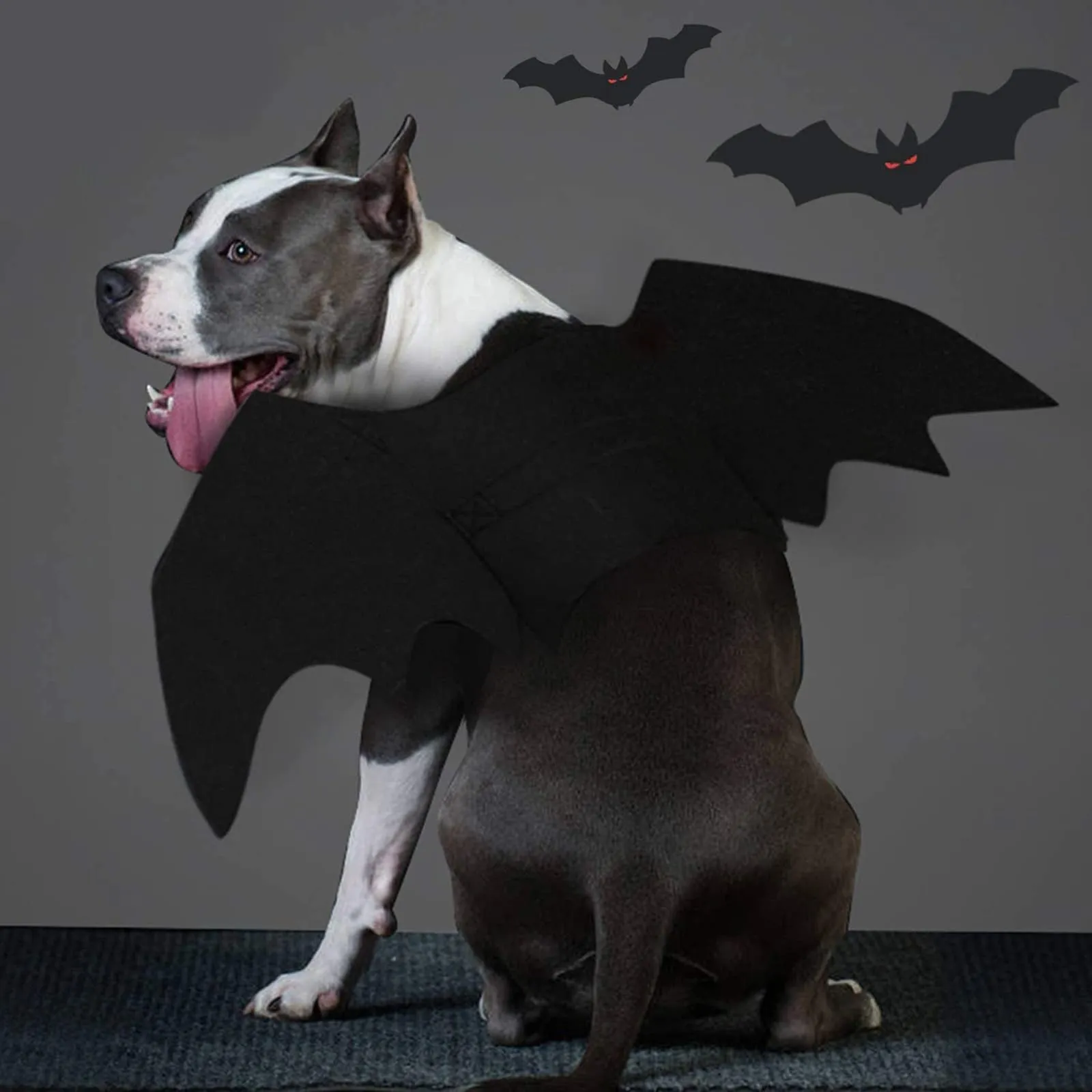RANYPET Costume da Pipistrello per Cani e Gatti, Taglia L - immagine 5