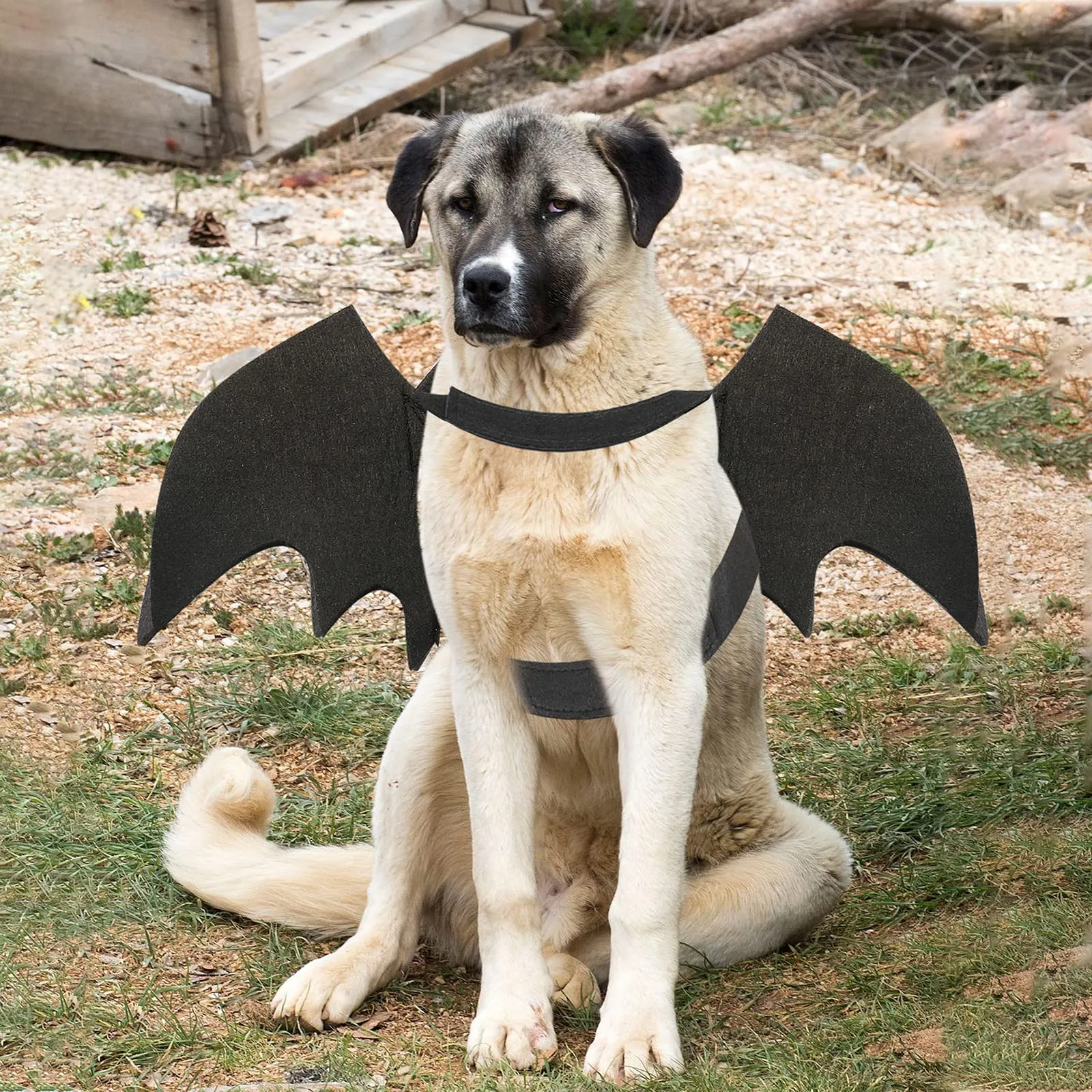 RANYPET Costume da Pipistrello per Cani e Gatti, Taglia L - immagine 7