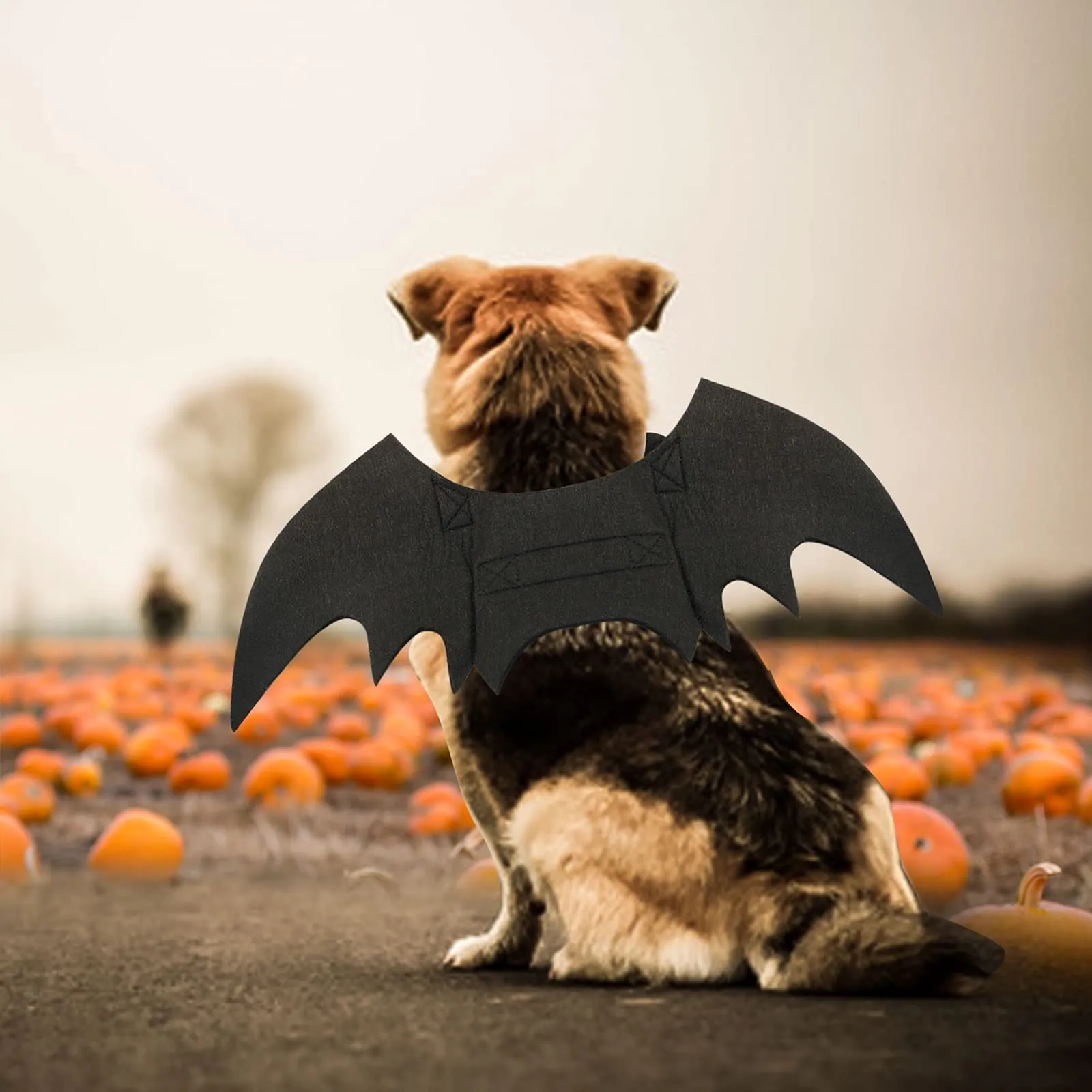 RANYPET Costume Ali da Pipistrello per Cani e Gatti, Taglia M - immagine 5