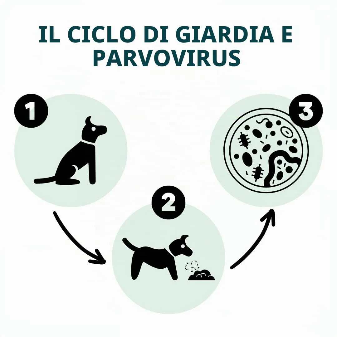 AccuDoctor Kit Rapido Giardia e Parvovirus per Cani, 2 Test - immagine 3