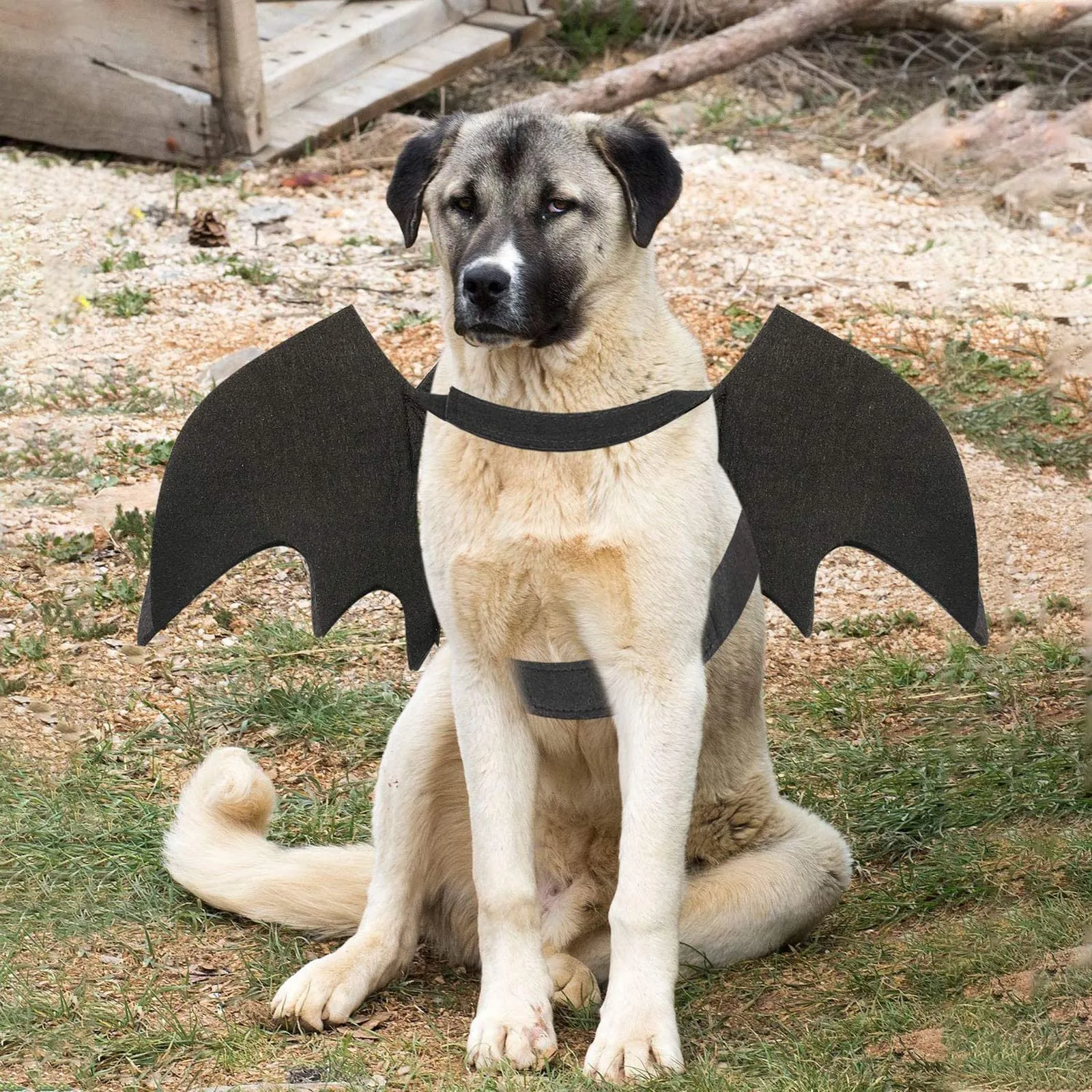 RANYPET Costume Halloween Ali da Pipistrello per Cani e Gatti, Taglia XL - immagine 5