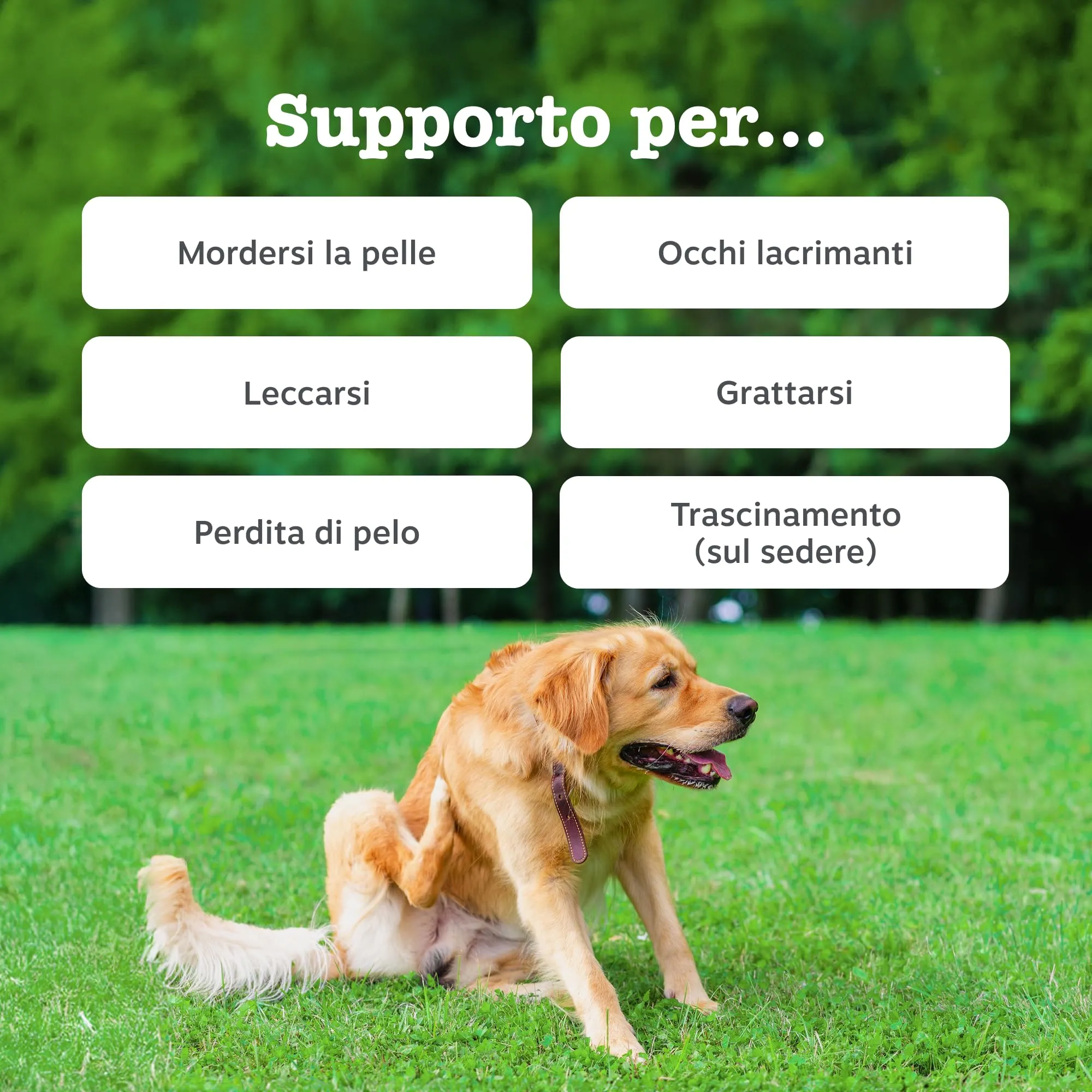 Zesty Paws Allergy & Immunity for Dogs – 90 Chews - immagine 2