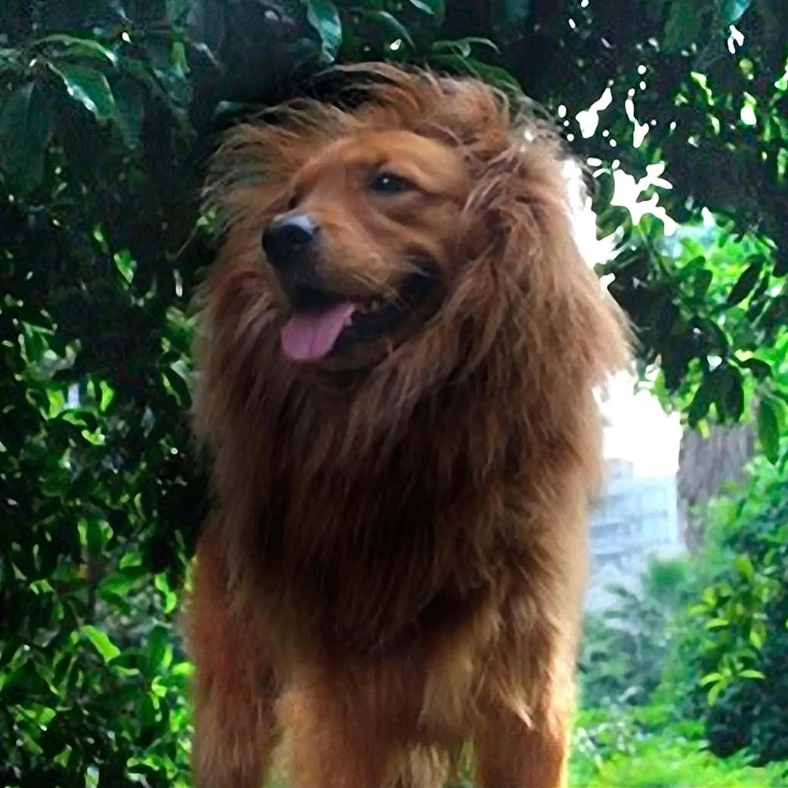 VIDSTW Criniera Leone per Cane con Orecchie Realistiche, Costume Regolabile per Halloween e Cosplay (Colore Caffè) - immagine 9