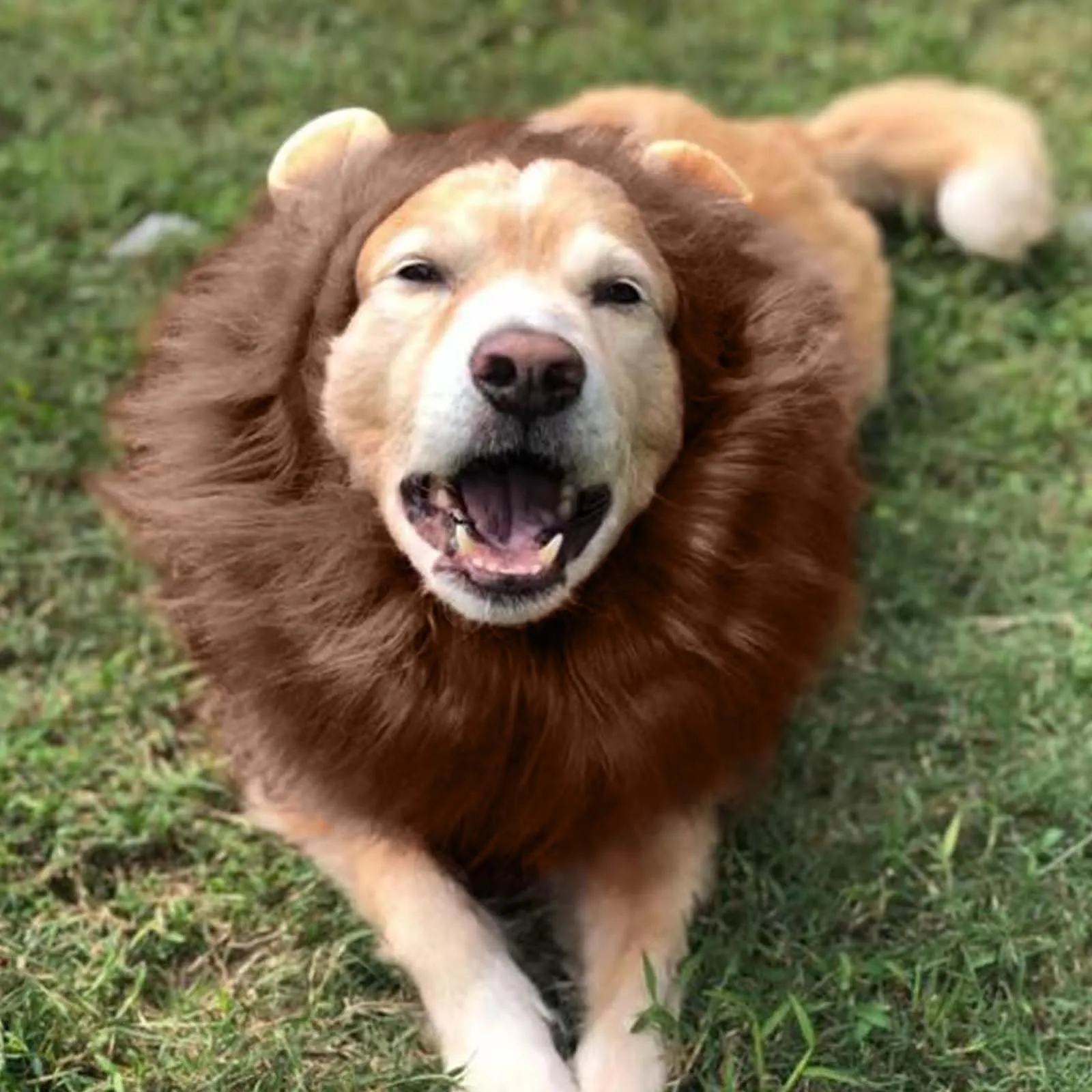 VIDSTW Criniera Leone per Cane con Orecchie Realistiche, Costume Regolabile per Halloween e Cosplay (Colore Caffè) - immagine 10